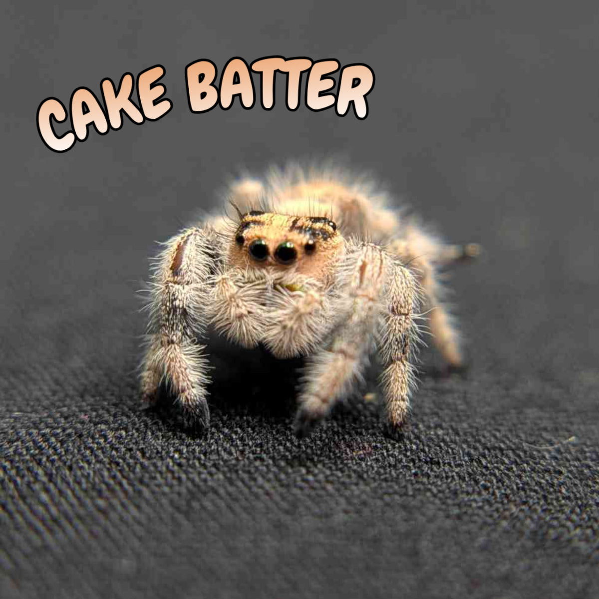 Regal Jumping Spider “Cake Batter”