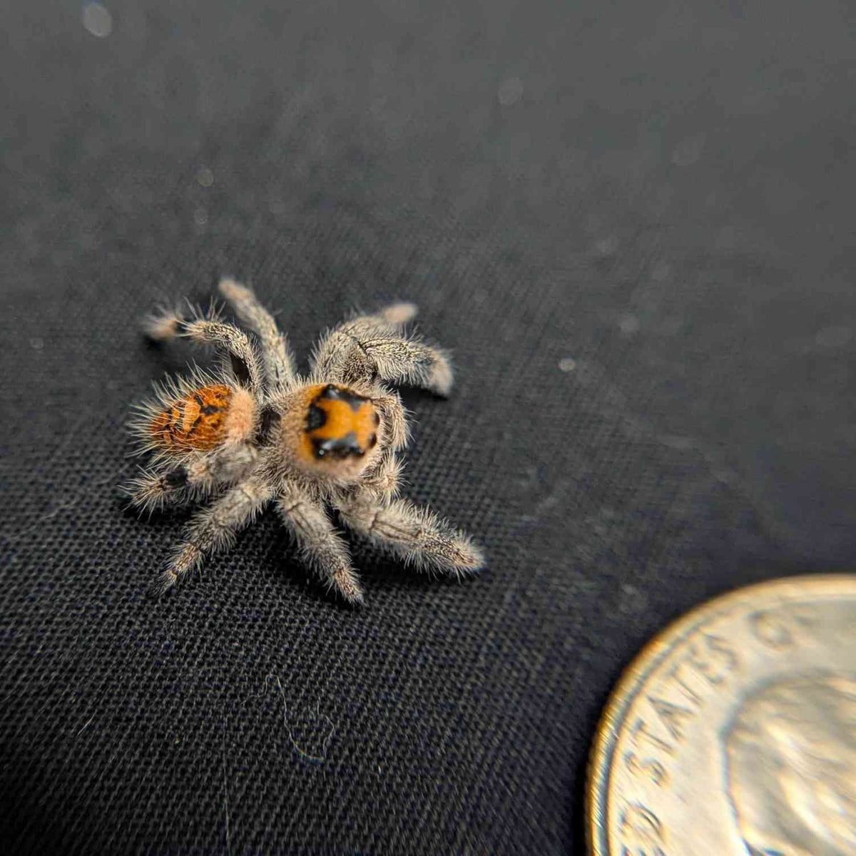 Regal Jumping Spider “Aurora”