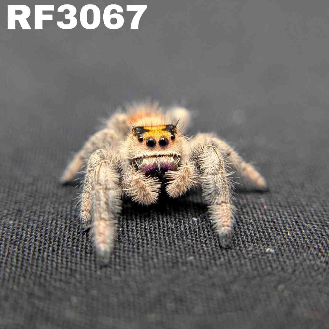 Regal Jumping Spider “Aurora”