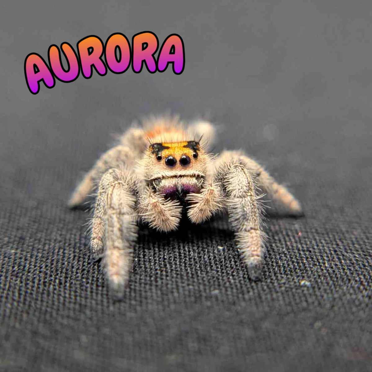 Regal Jumping Spider “Aurora”