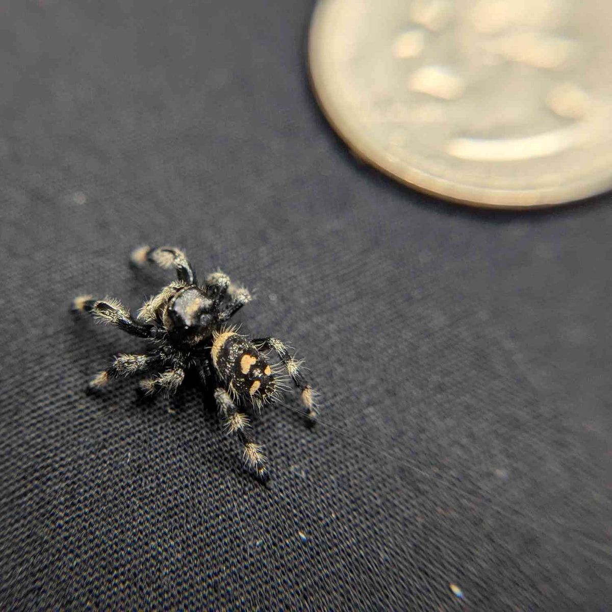 Regal Jumping Spider "Cello"
