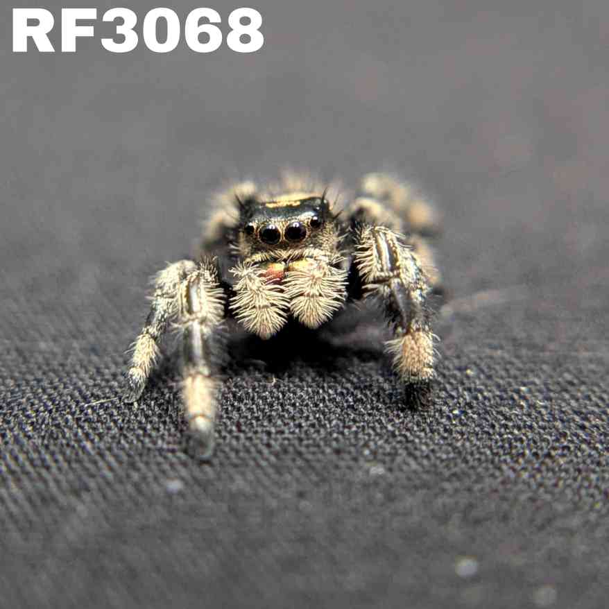 Regal Jumping Spider "Cello"