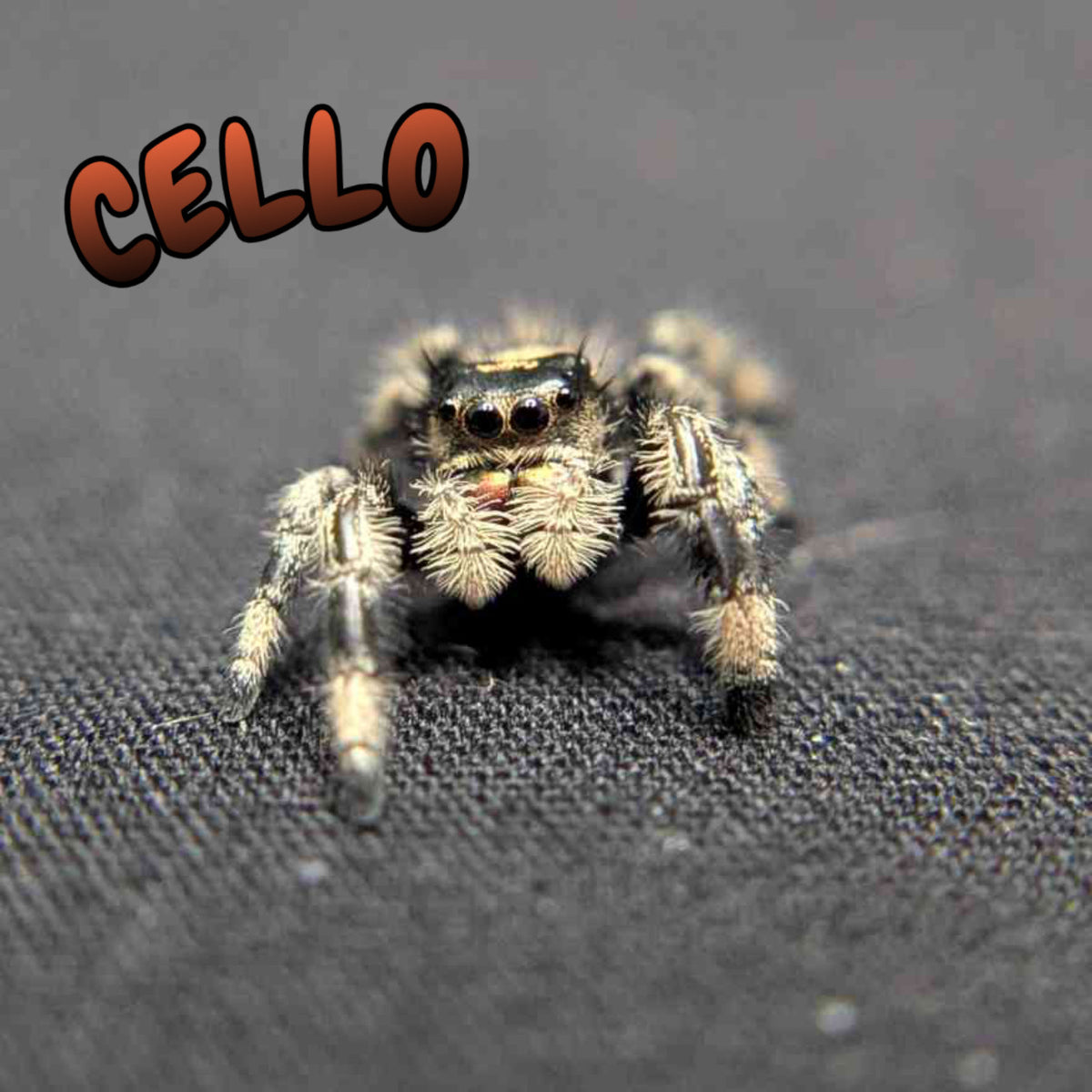 Regal Jumping Spider "Cello"