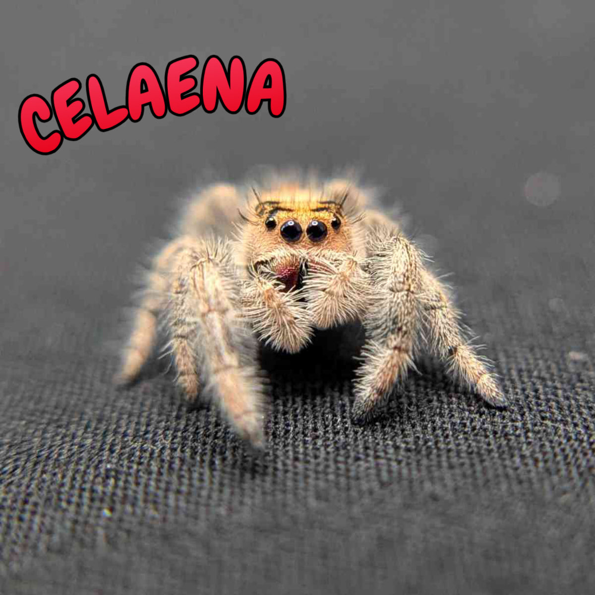 Regal Jumping Spider "Celaena"