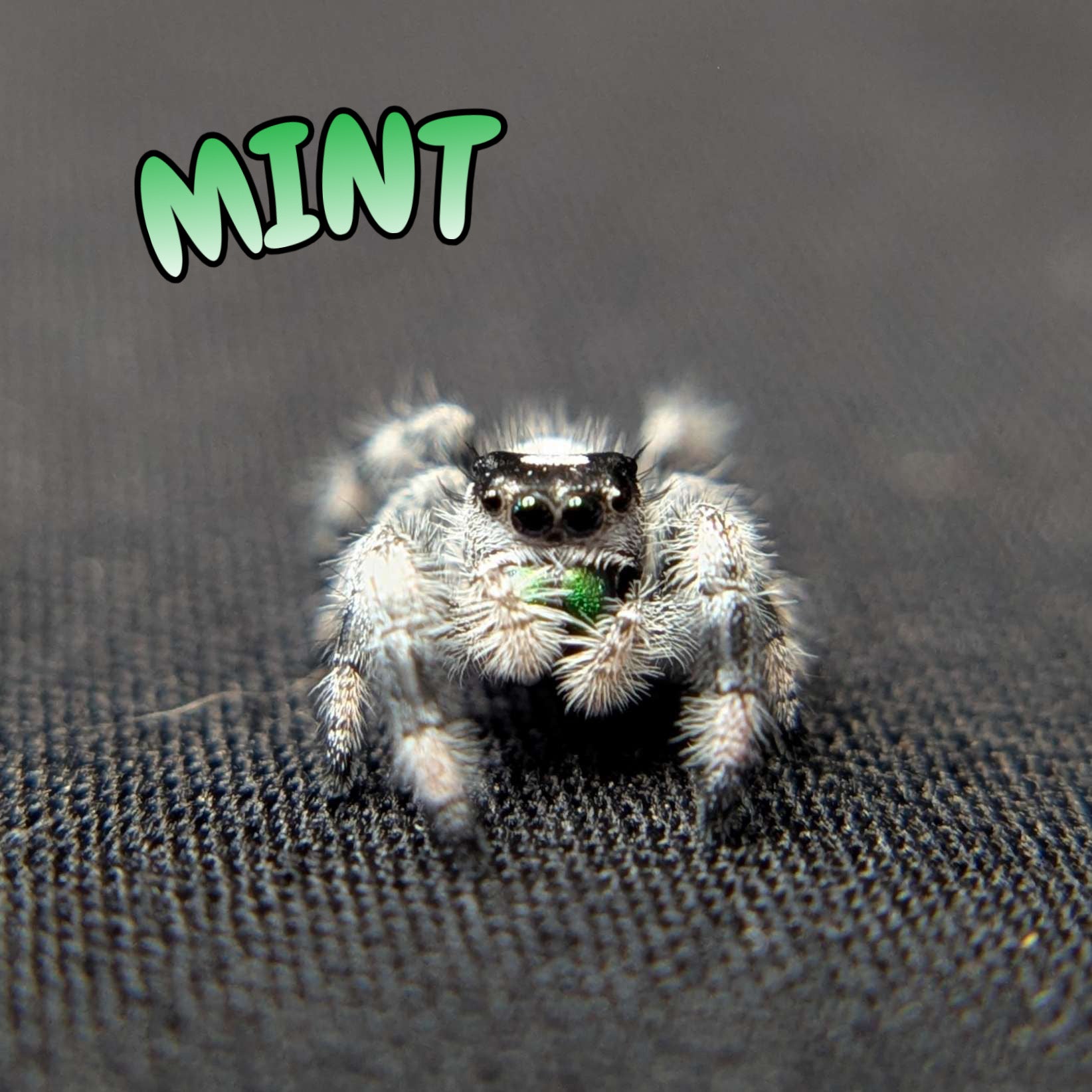 Regal Jumping Spider “Mint”