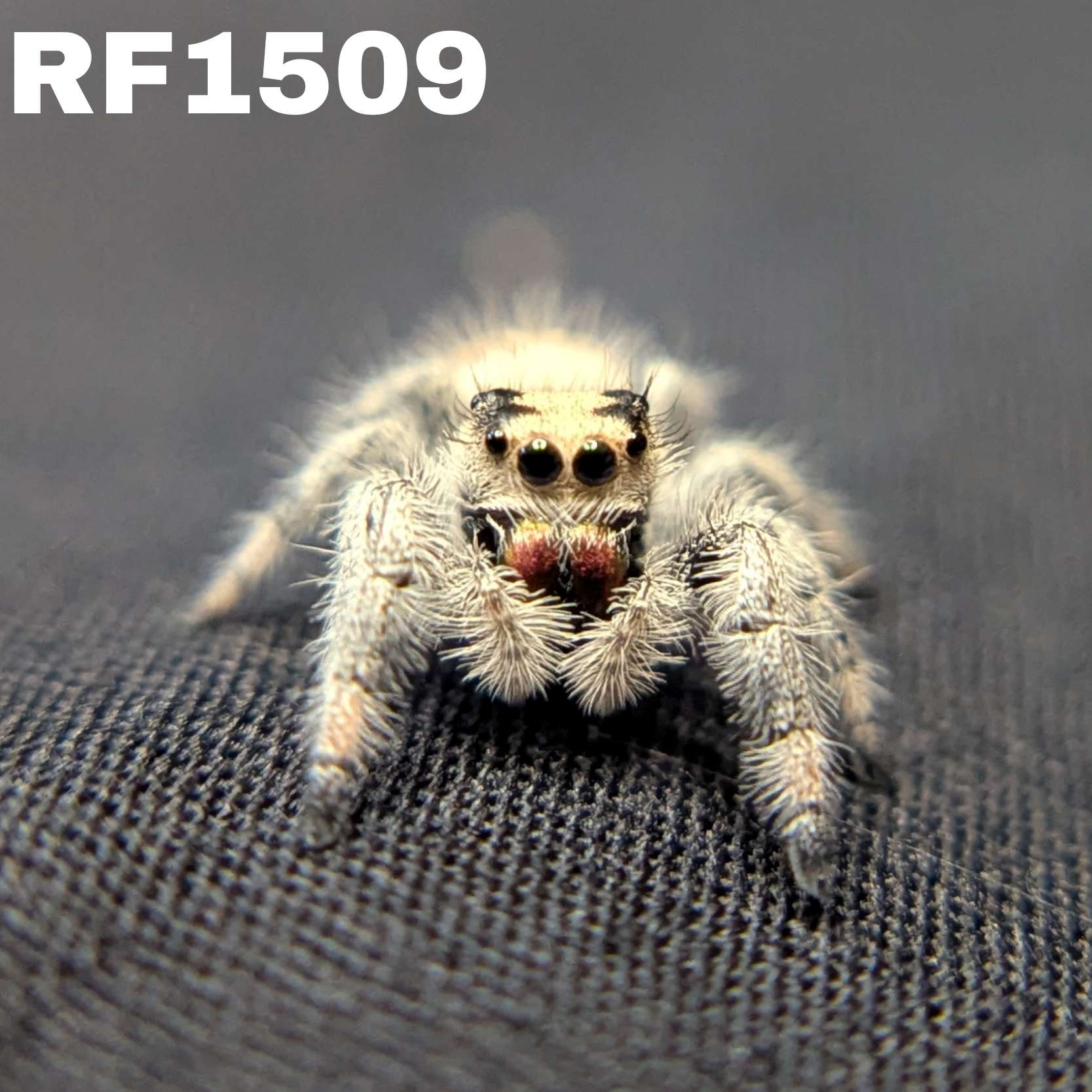 Regal Jumping Spider “Amber”