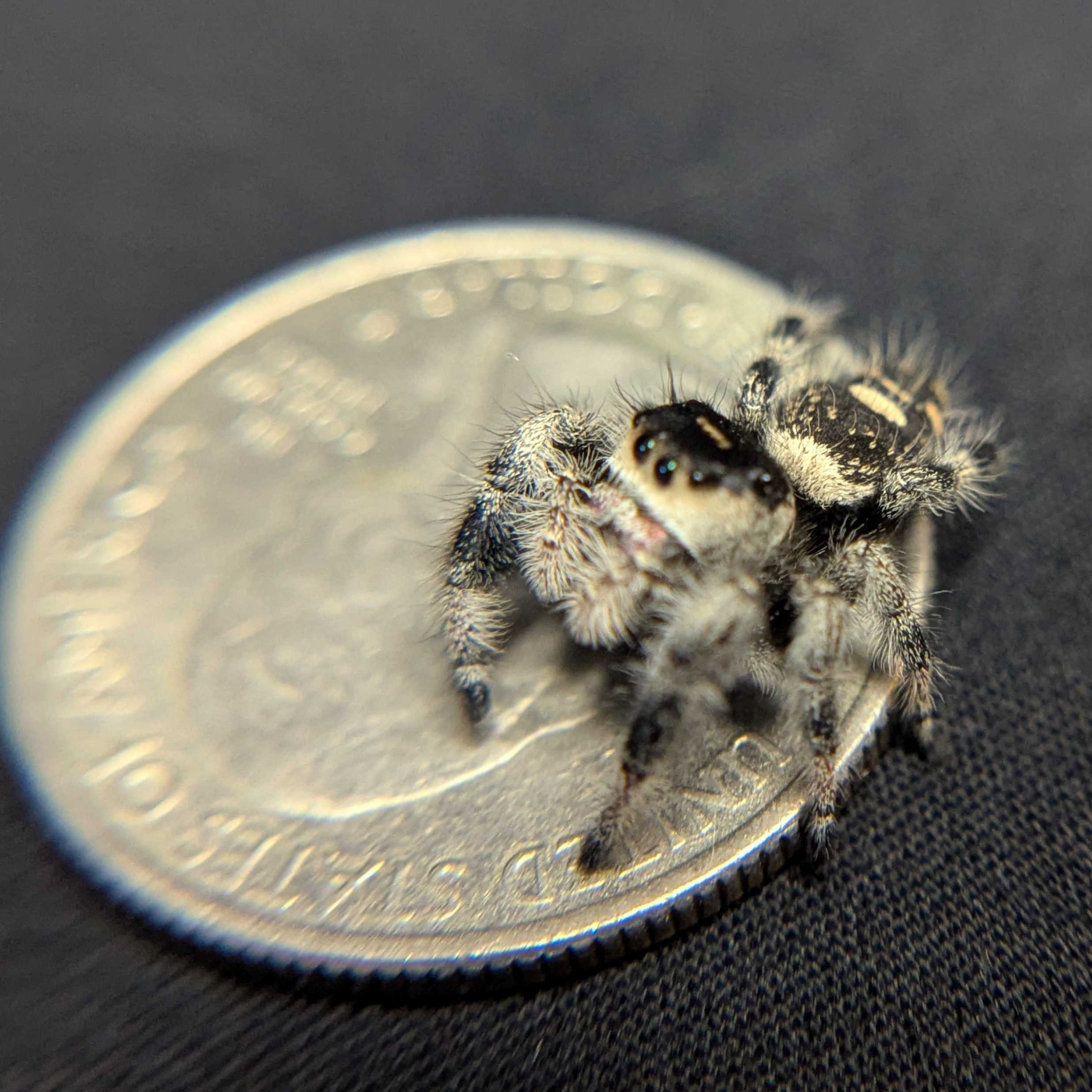 Regal Jumping Spider "Mystique"