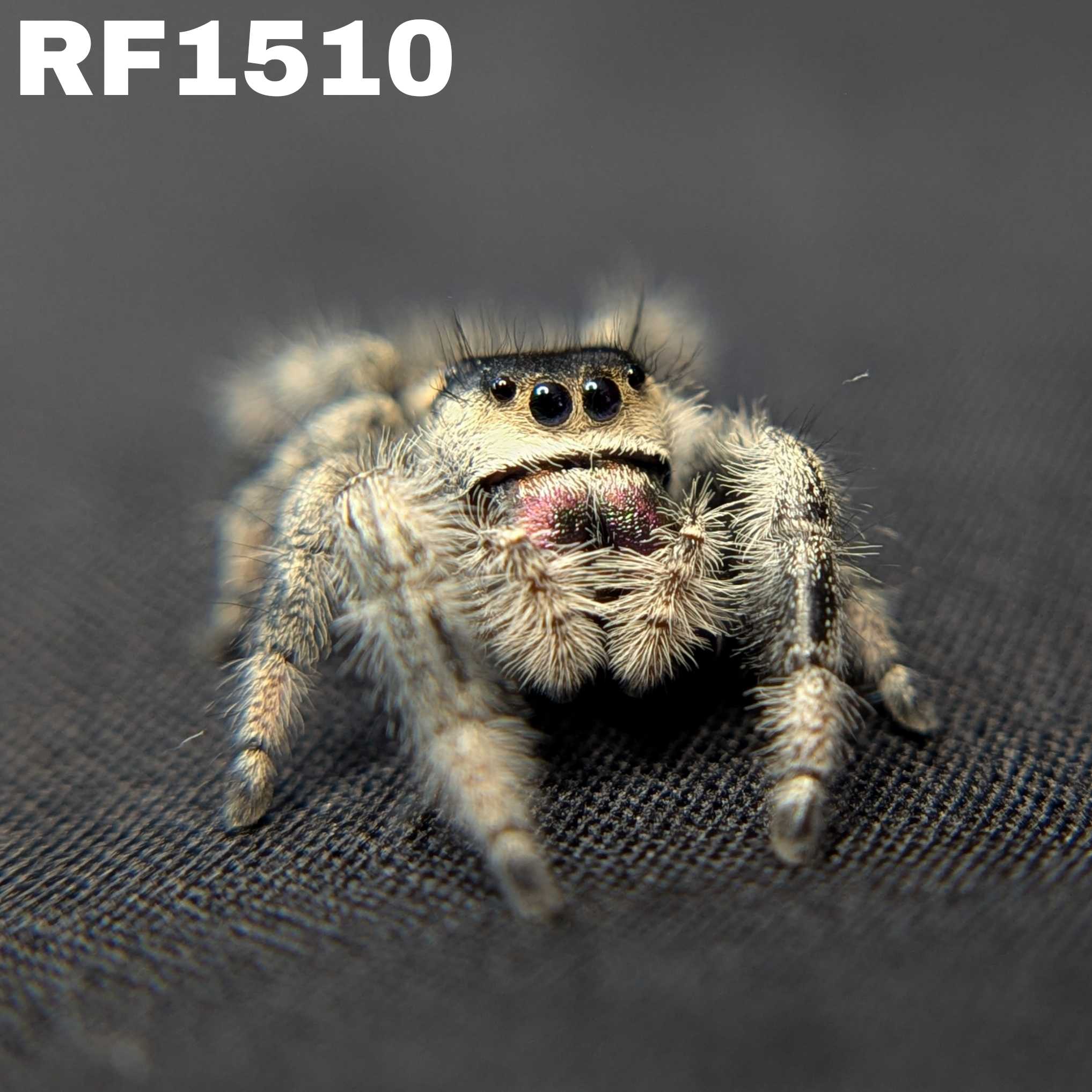 Regal Jumping Spider "Mystique"