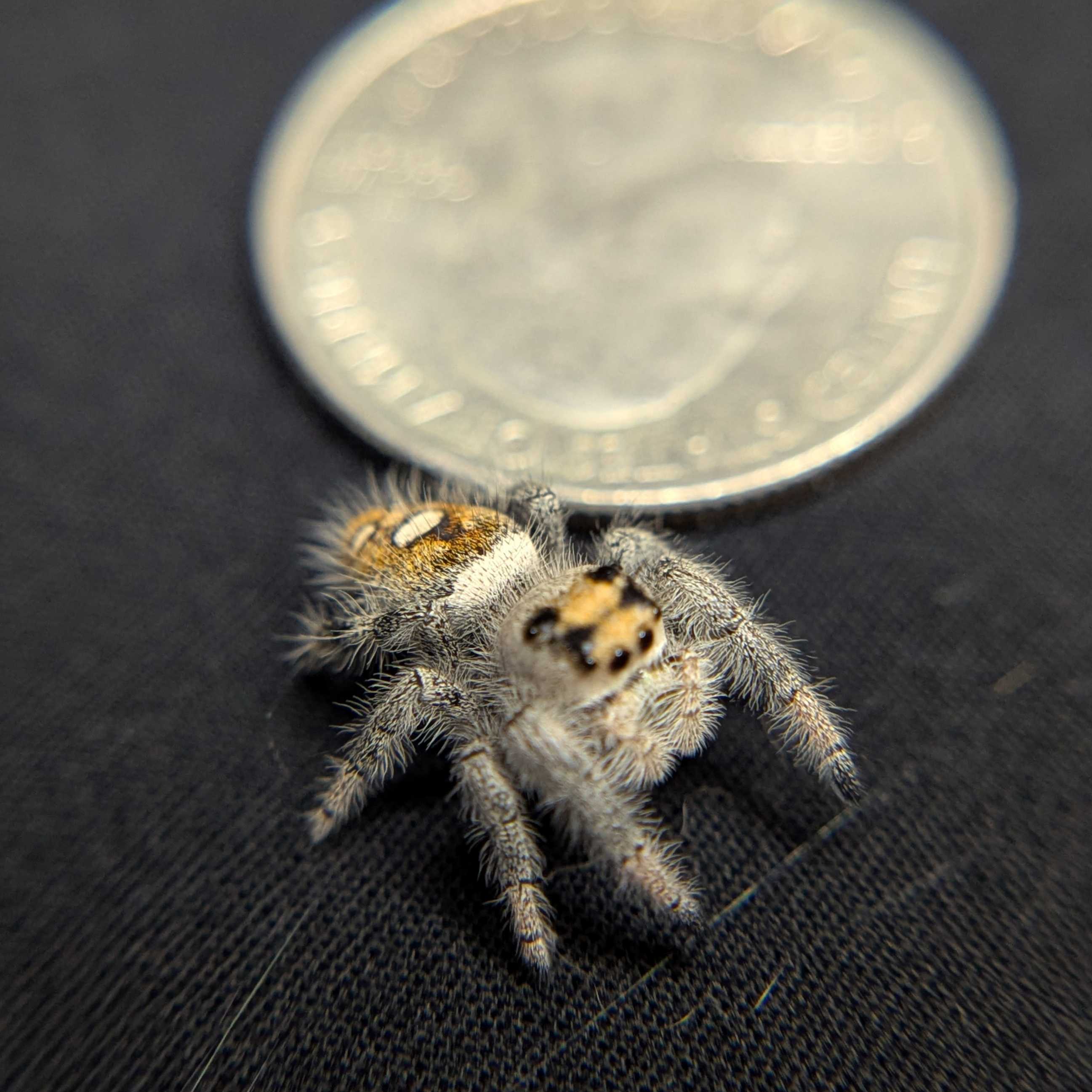 Regal Jumping Spider "Almond"