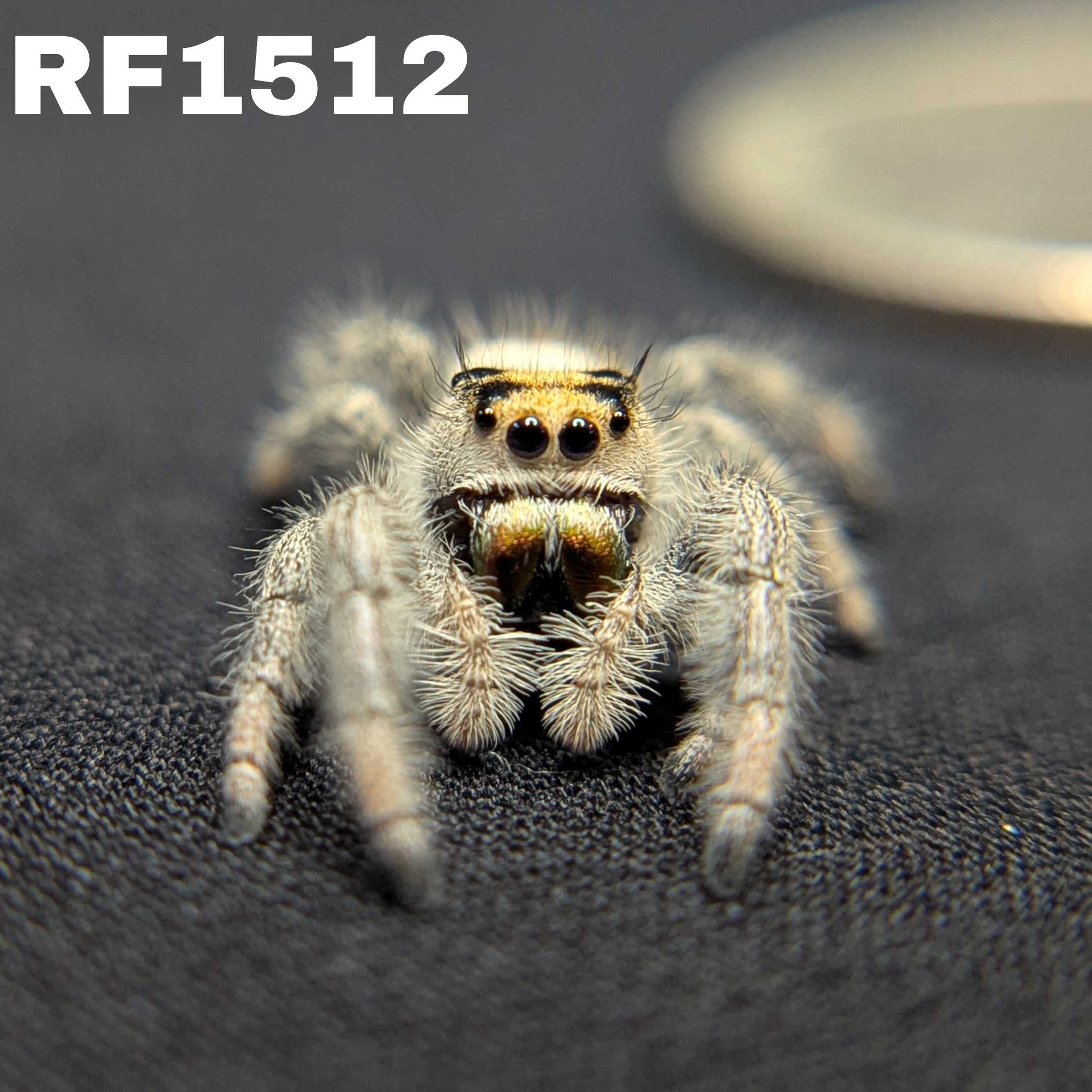 Regal Jumping Spider "Almond"