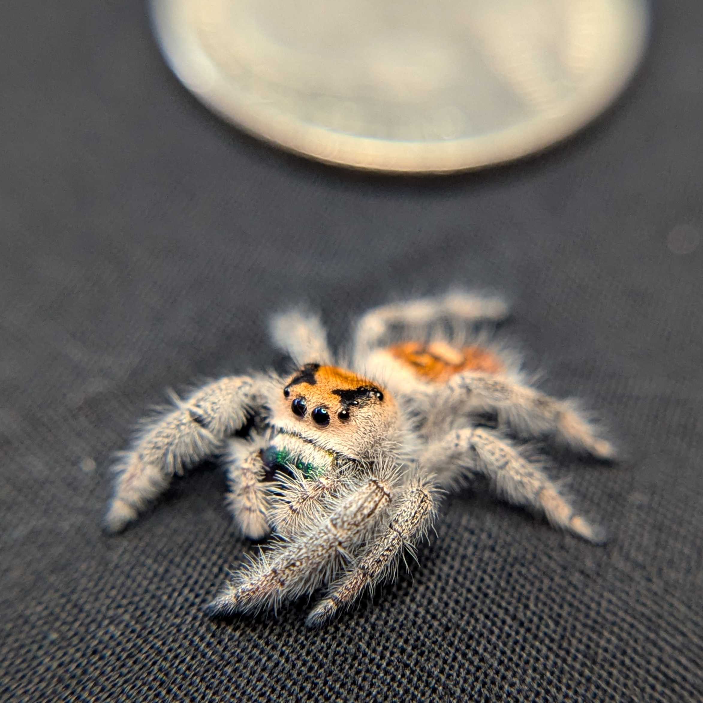 Regal Jumping Spider “Apricot Leaf”