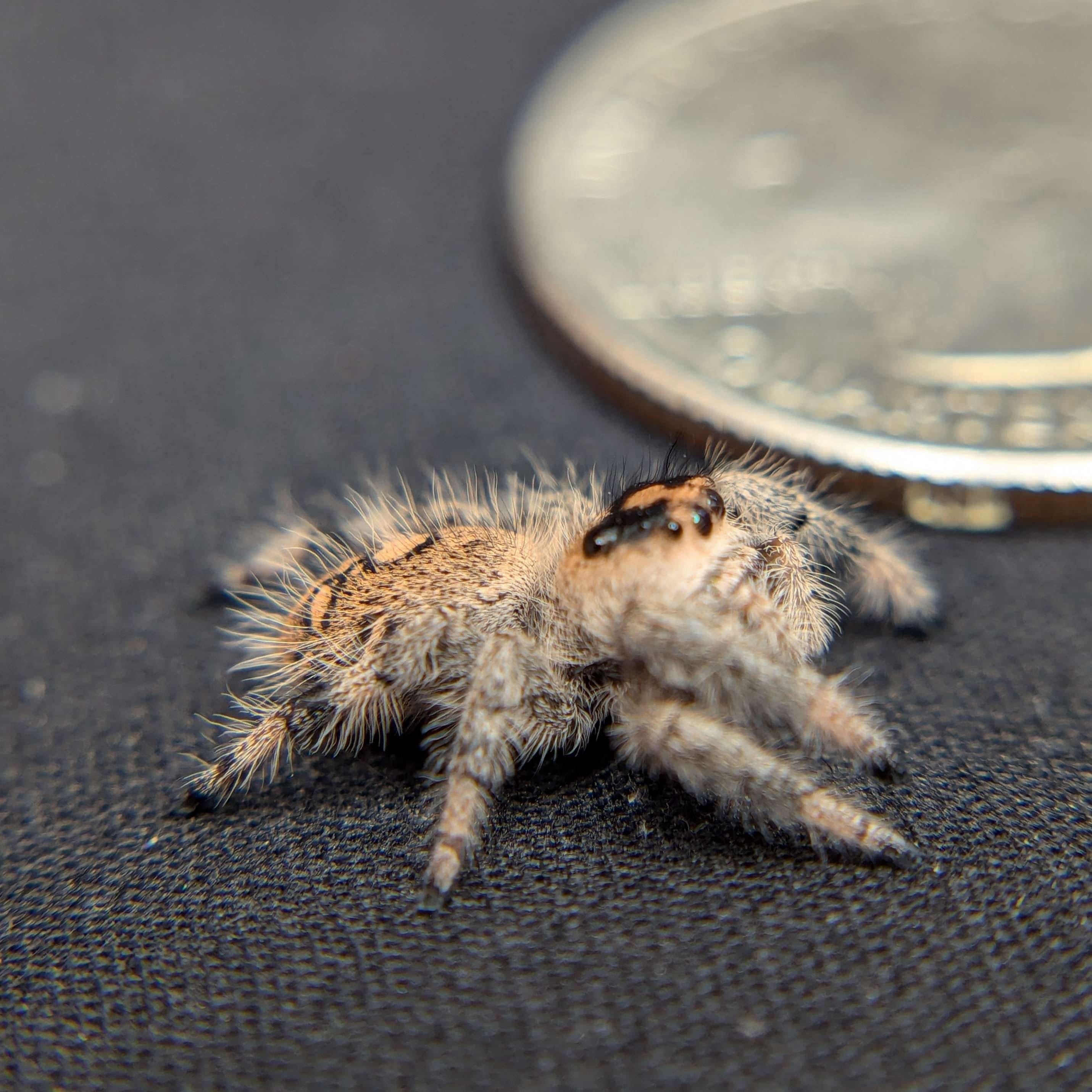 Regal Jumping Spider “Disco” For Sale - ExoticsSource