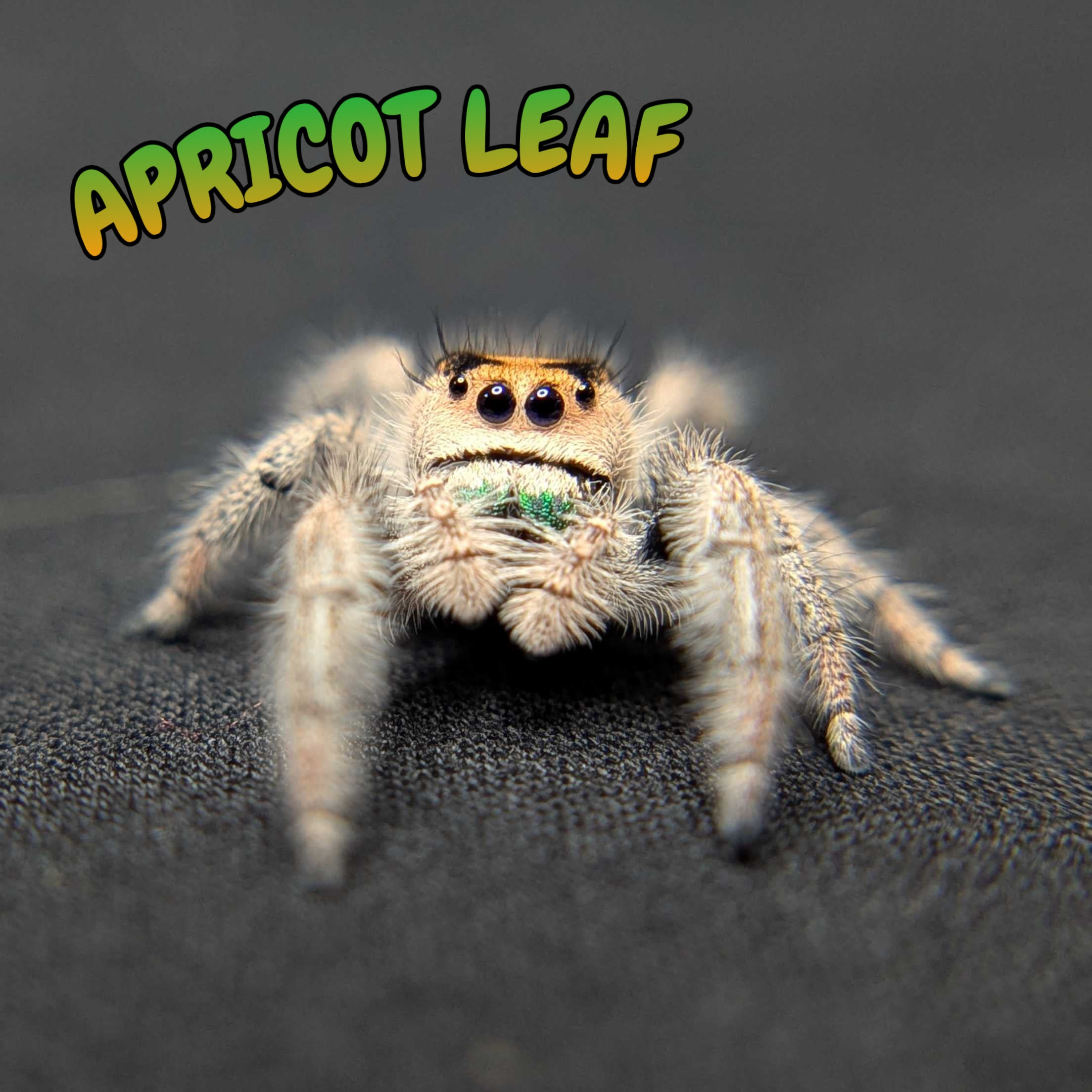 Regal Jumping Spider “Apricot Leaf”