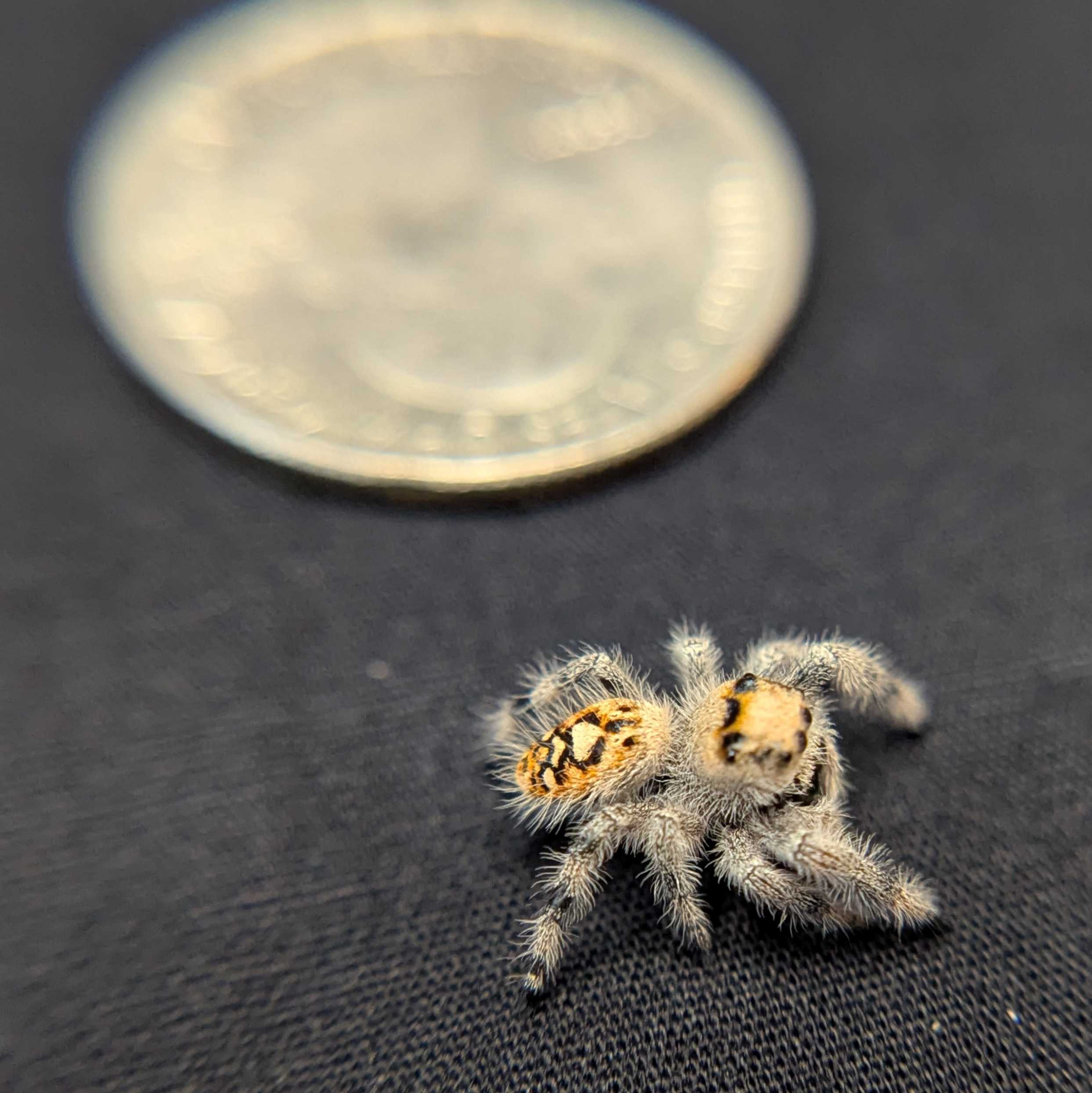 Regal Jumping Spider "Fig"