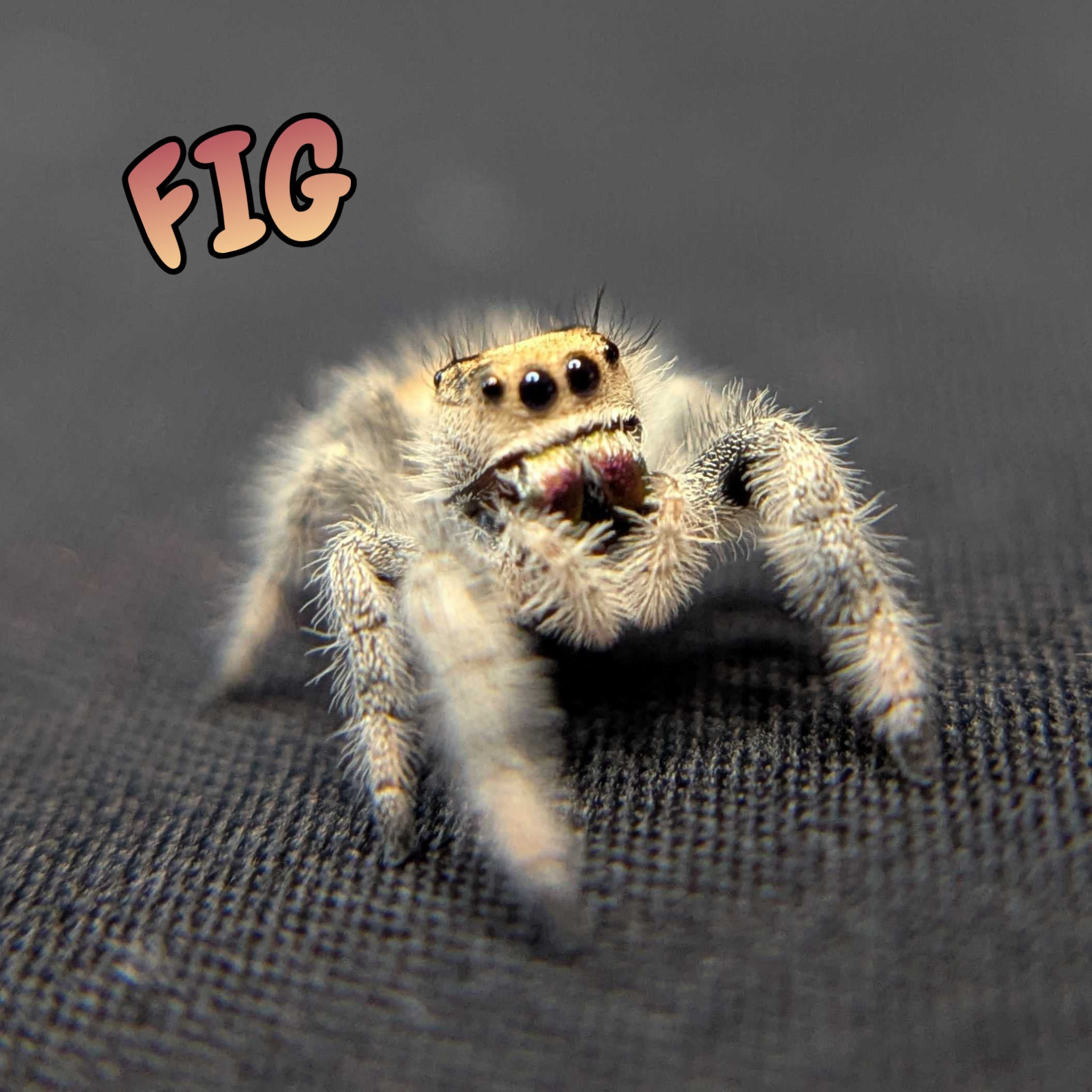 Regal Jumping Spider "Fig"