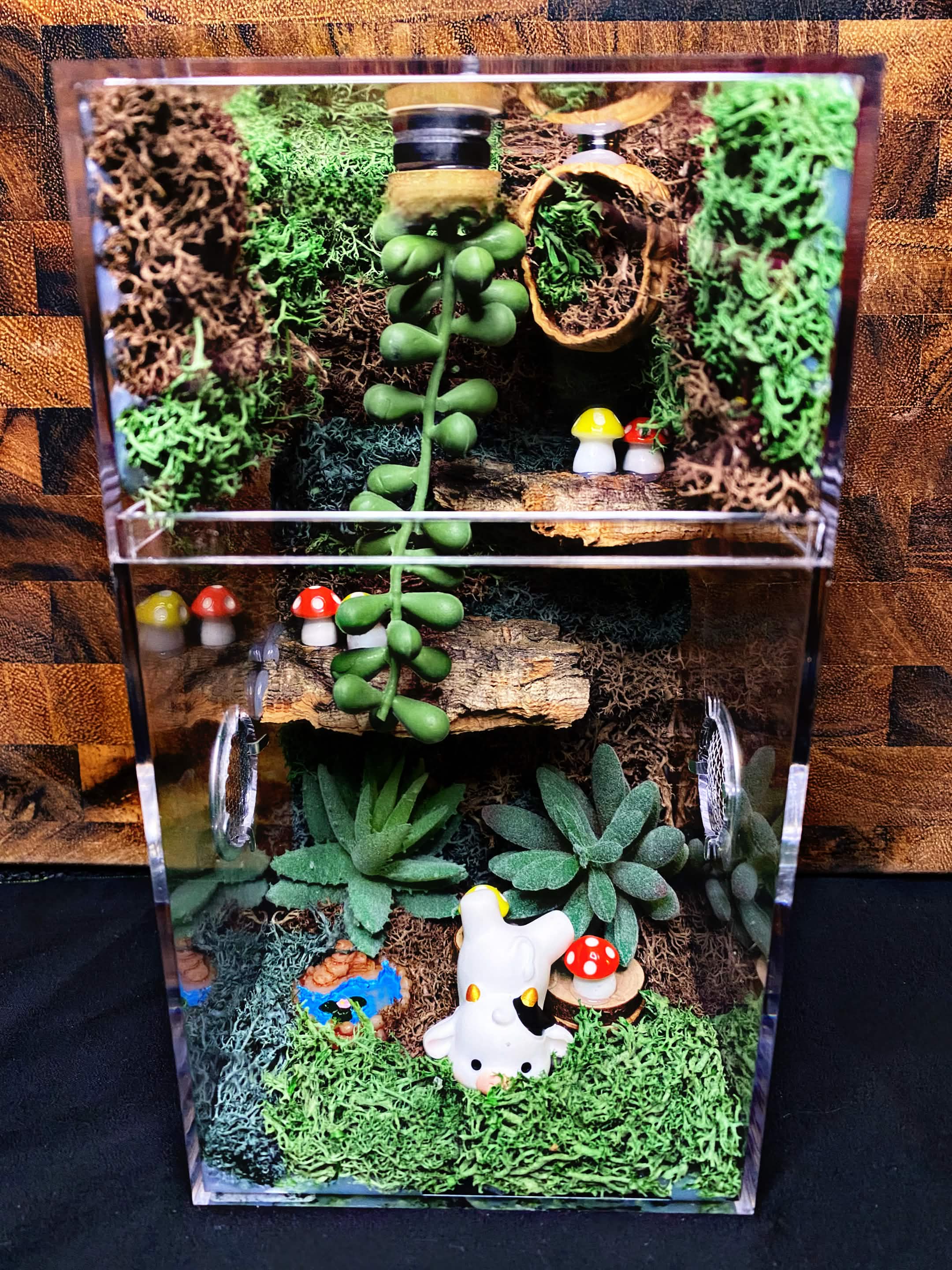 Custom Jumping Spider Enclosure