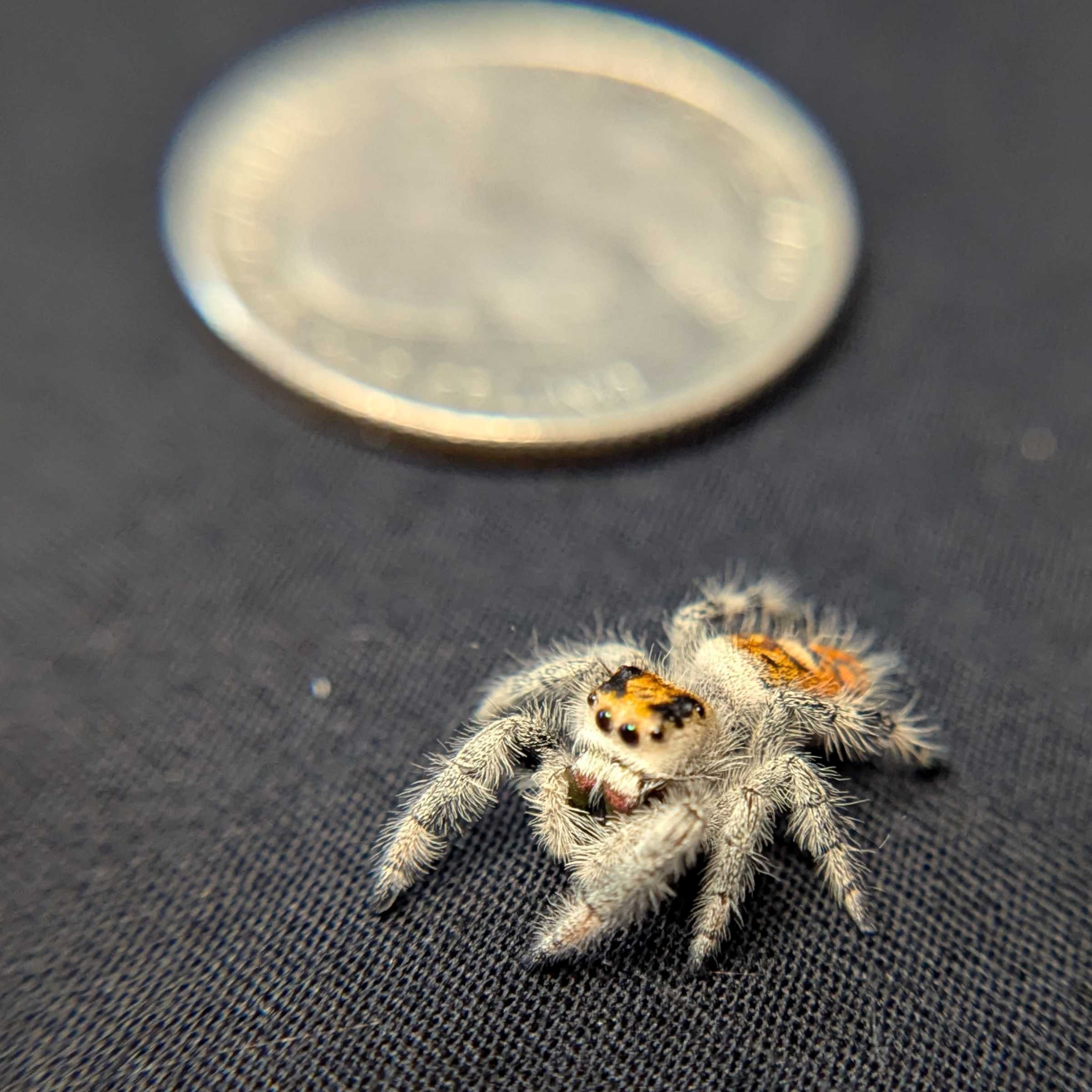 Regal Jumping Spider "Cheeto"