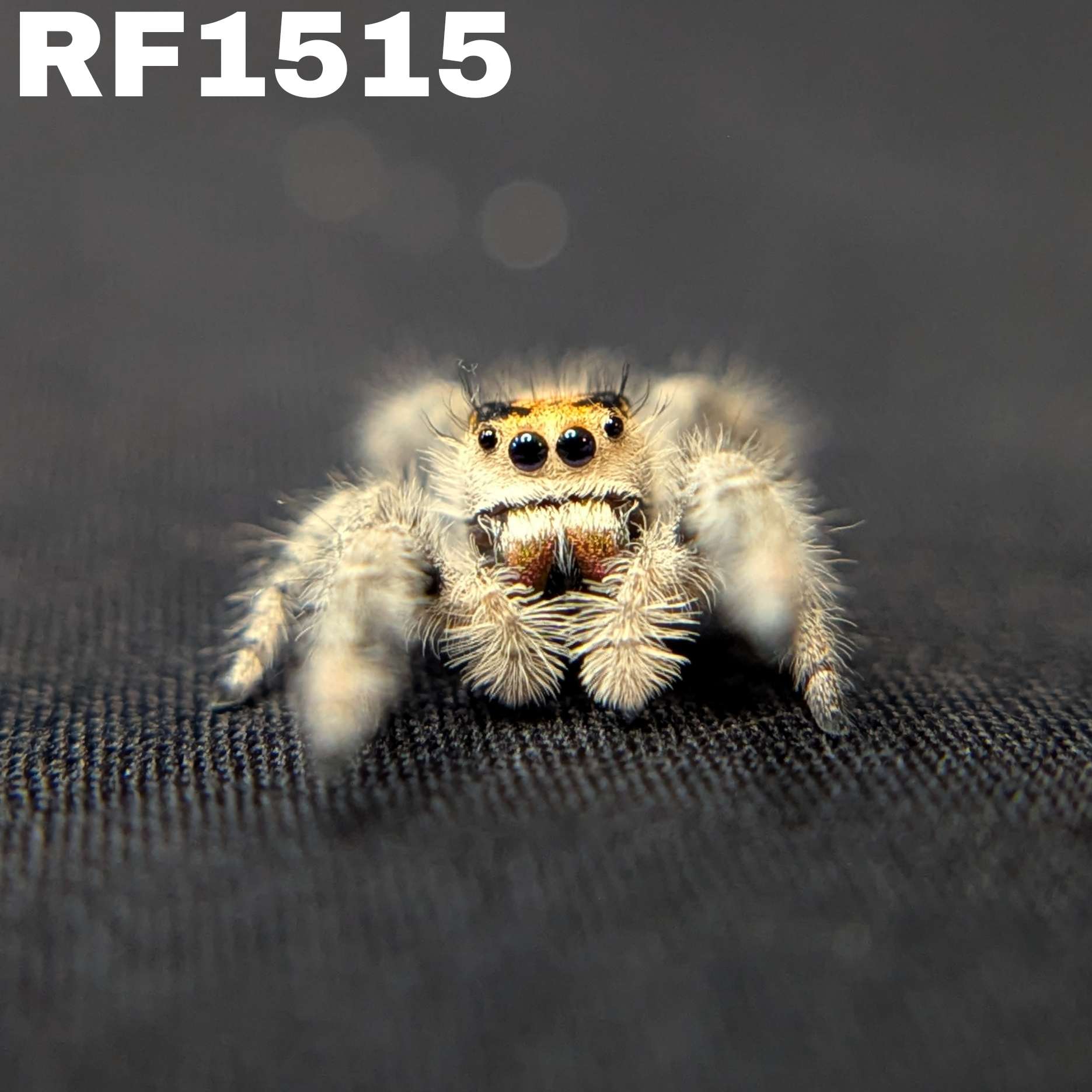 Regal Jumping Spider "Cheeto"