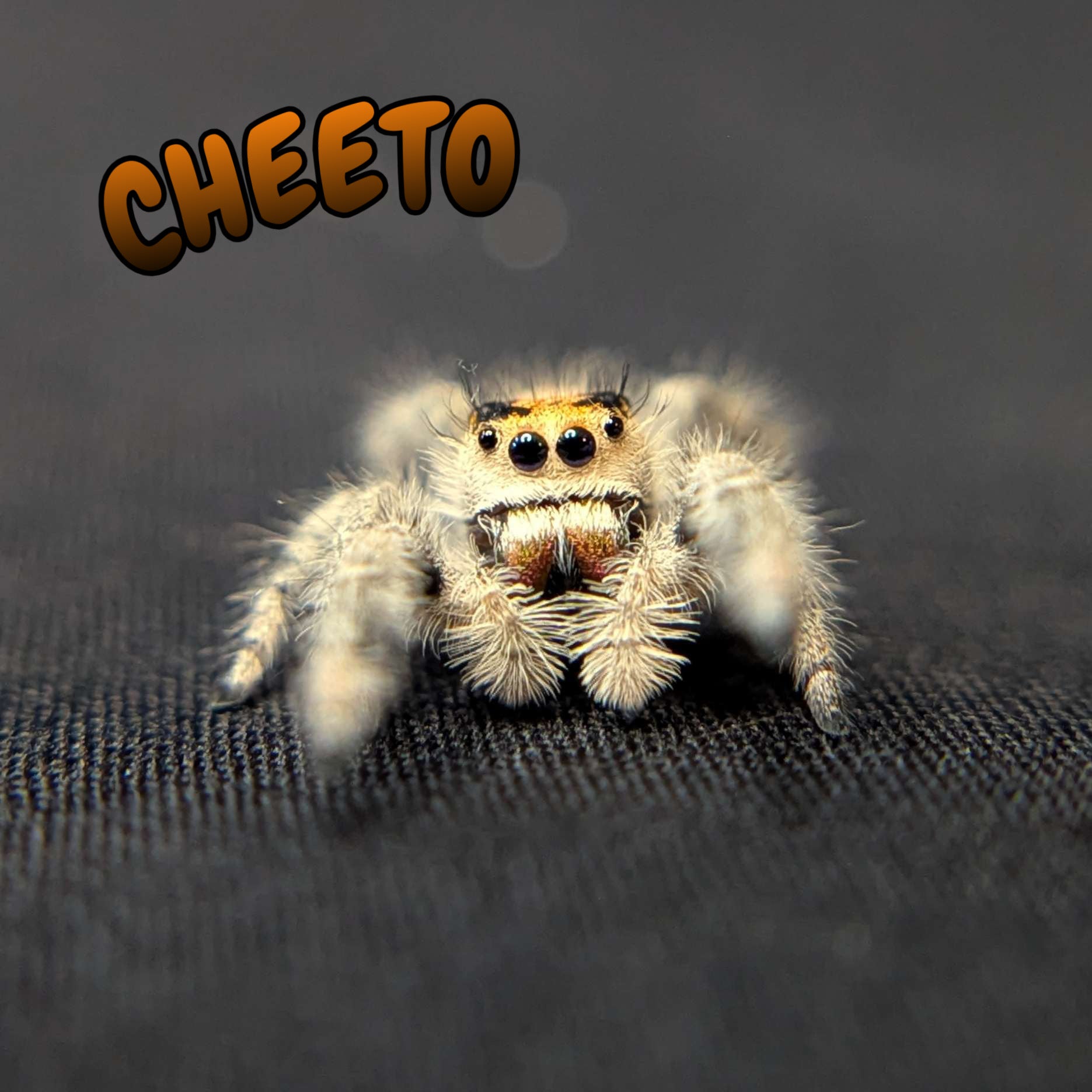 Regal Jumping Spider "Cheeto"