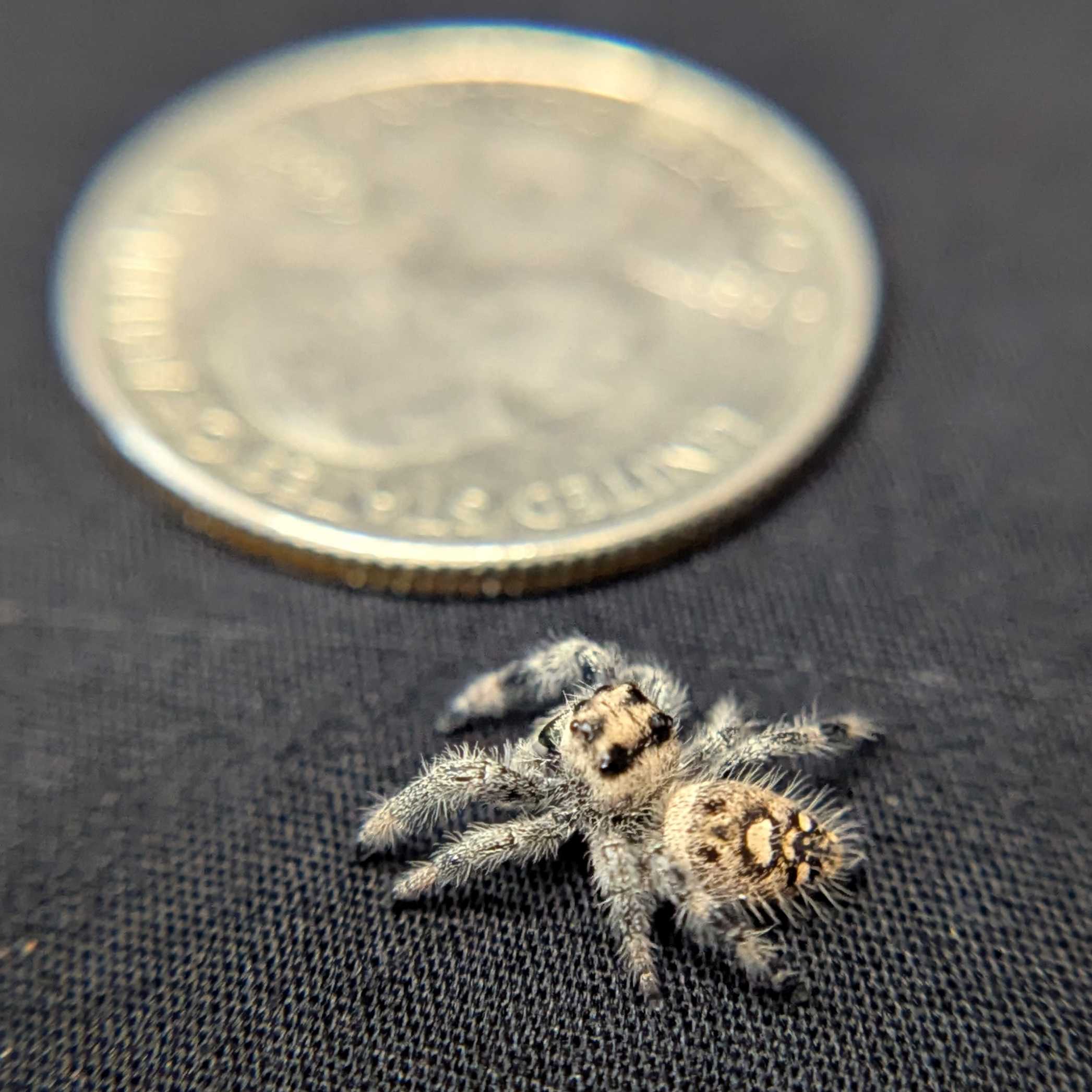 Regal Jumping Spider "Rachel"