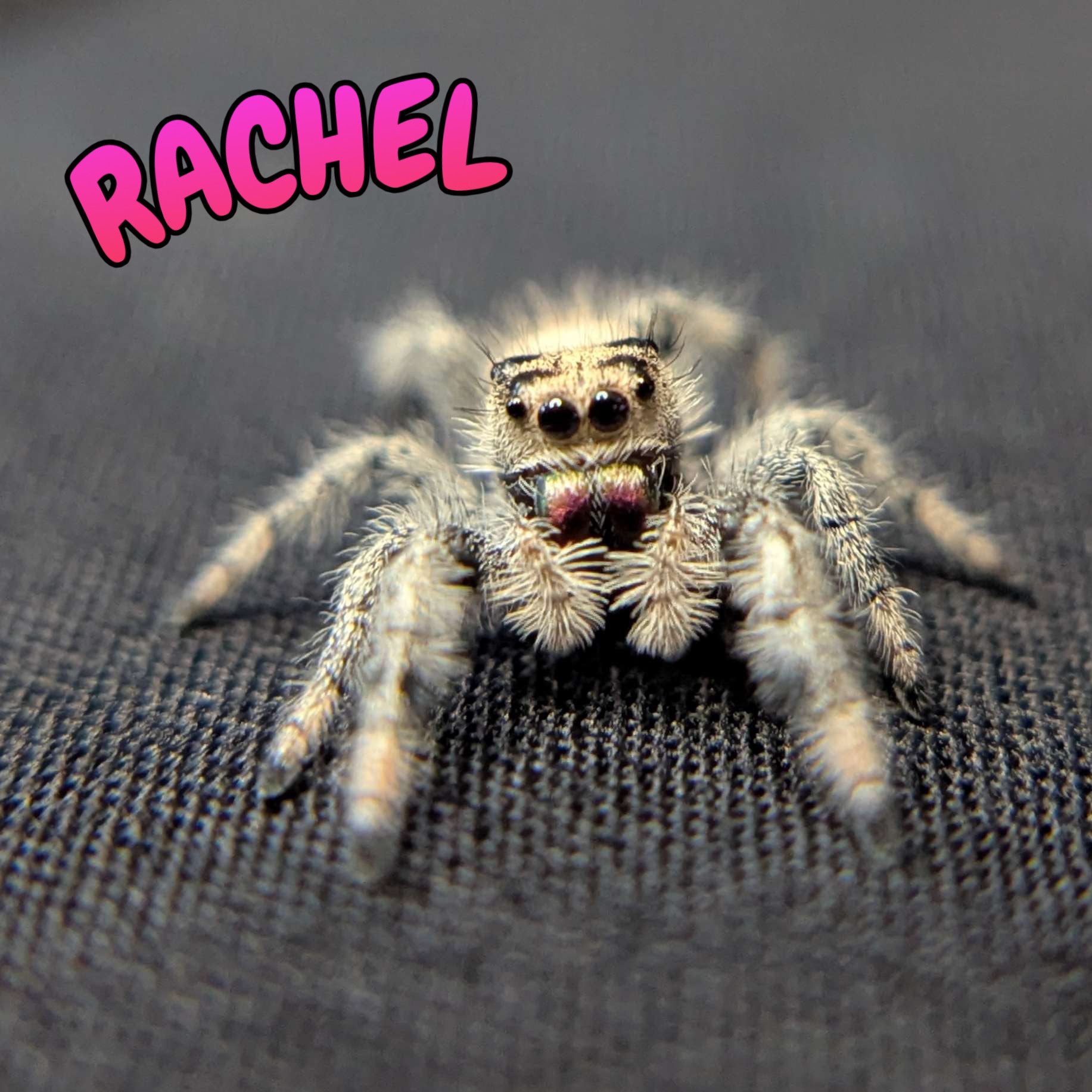 Regal Jumping Spider "Rachel"