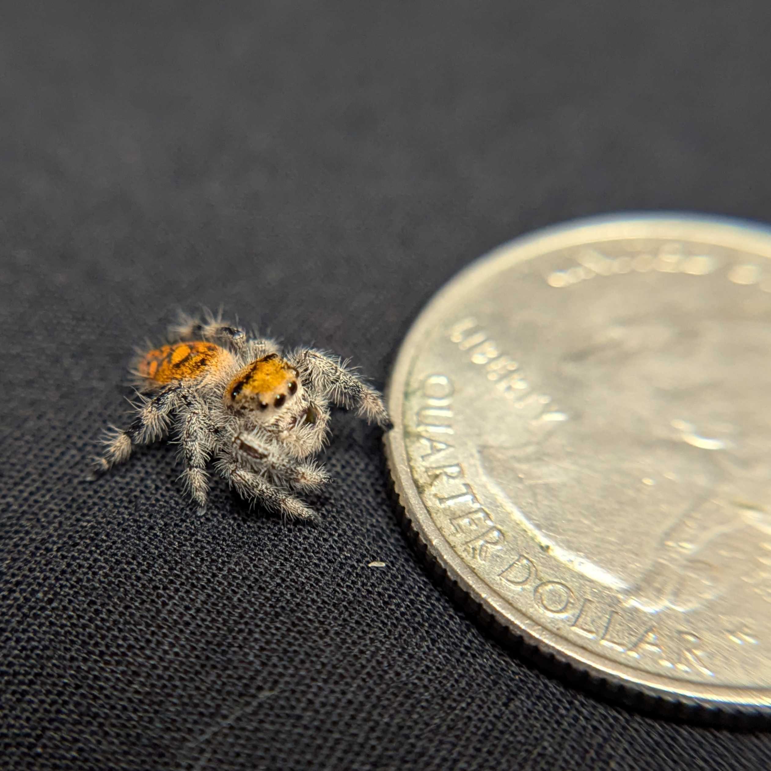 Regal Jumping Spider "Tomato"