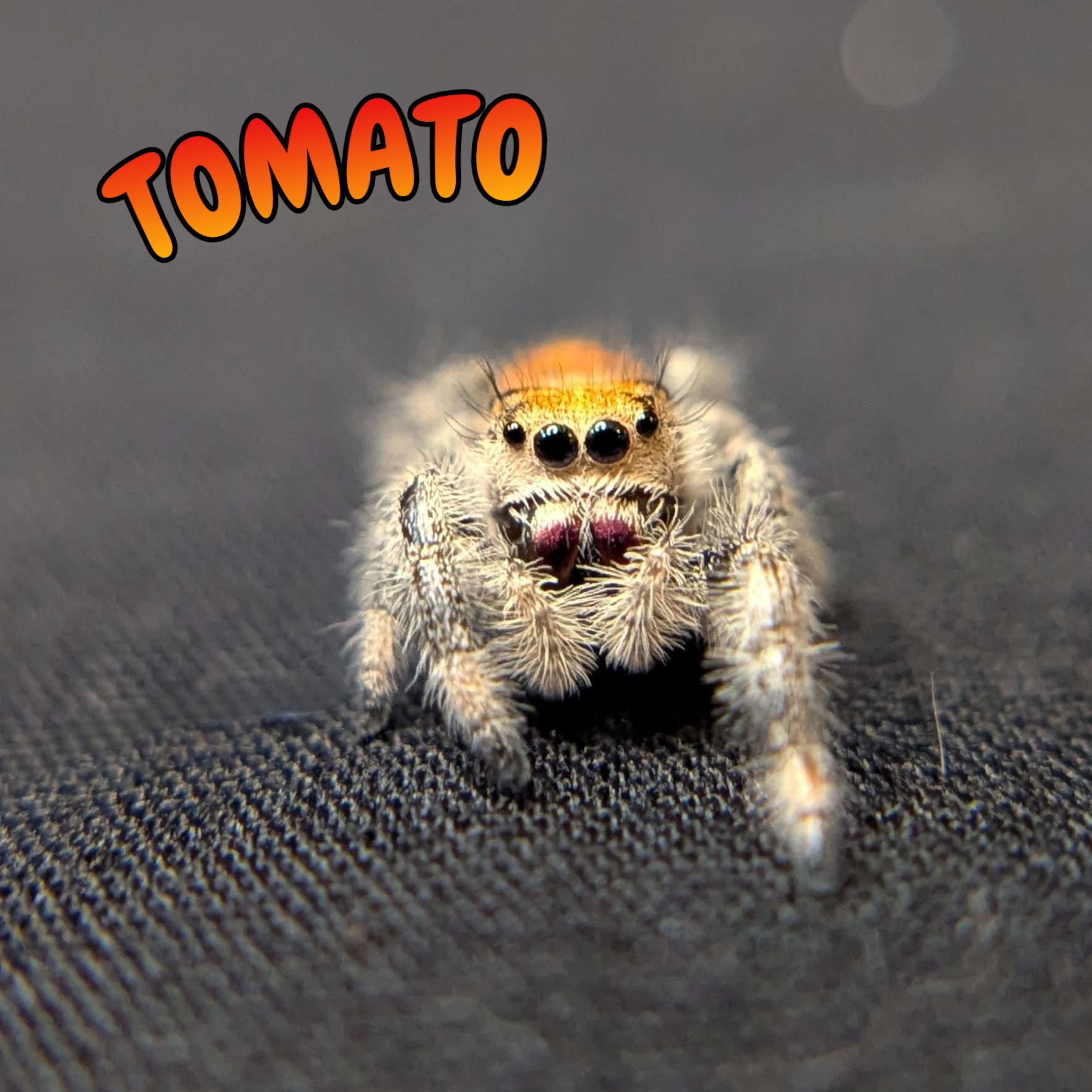 Regal Jumping Spider "Tomato"
