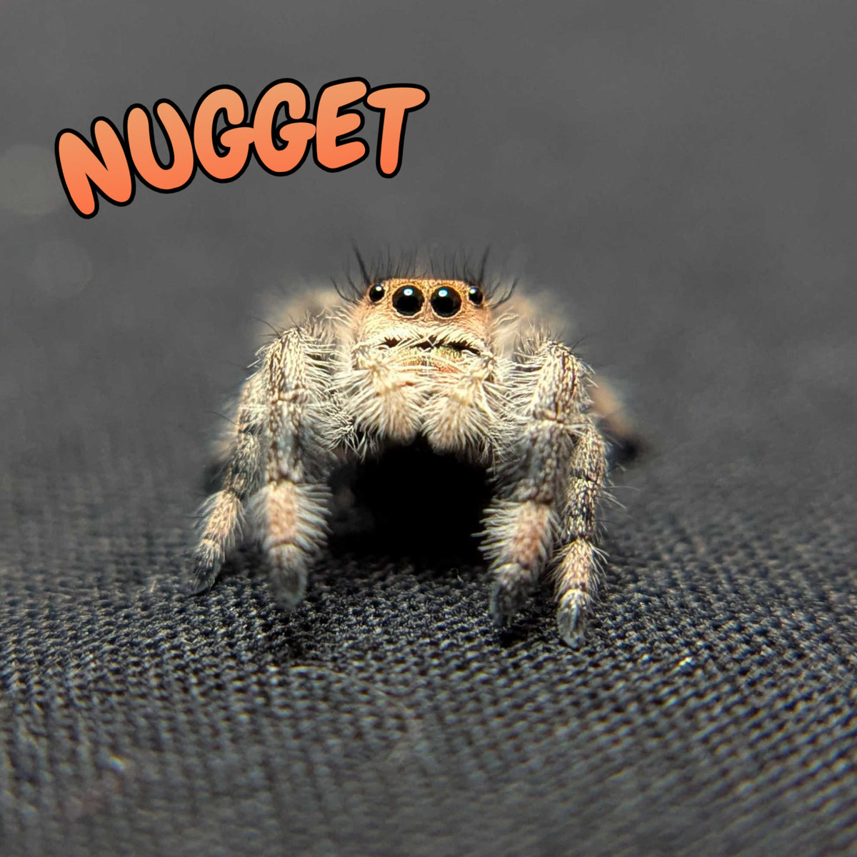 Regal Jumping Spider "Nugget"