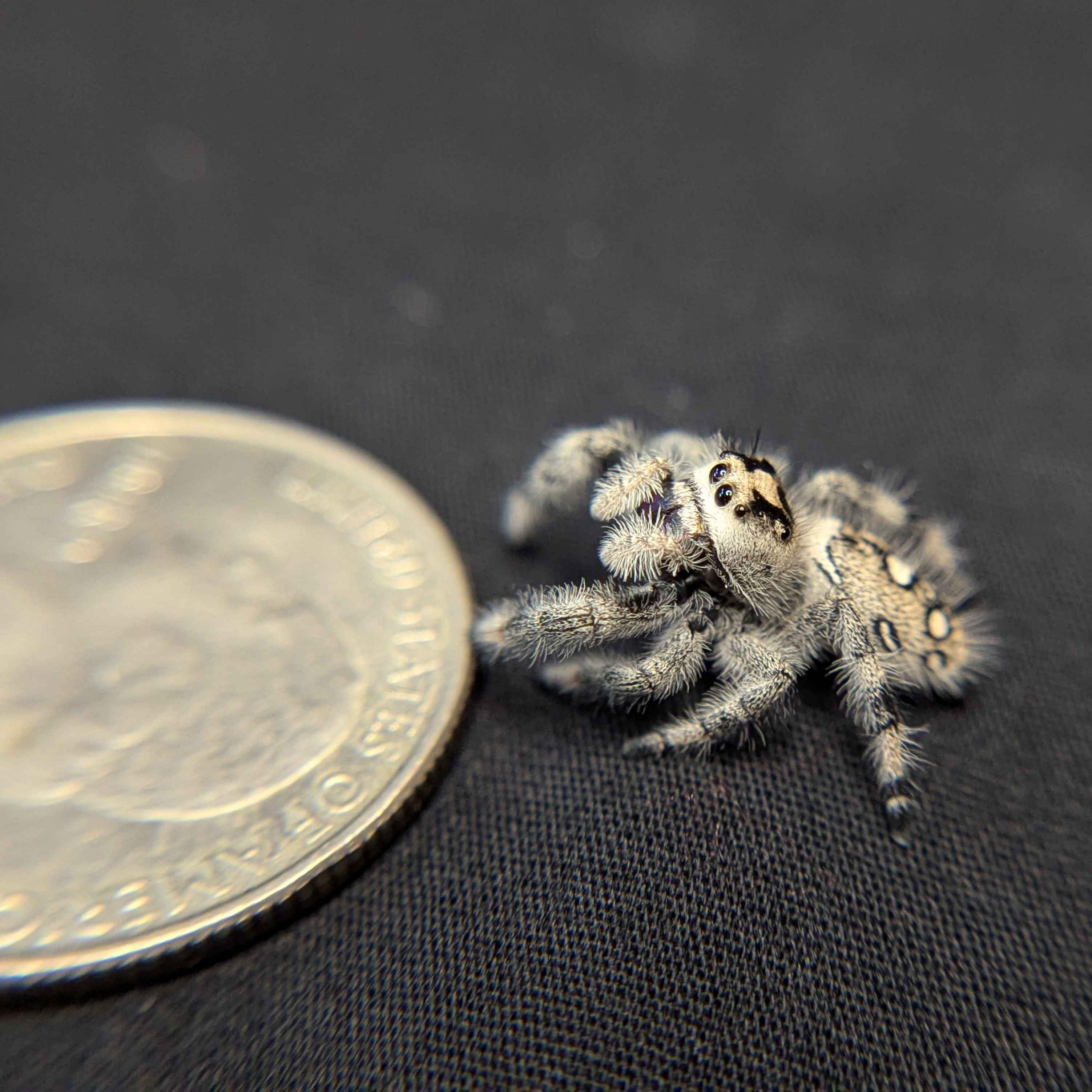 Regal Jumping Spider “Blackberry Pie”