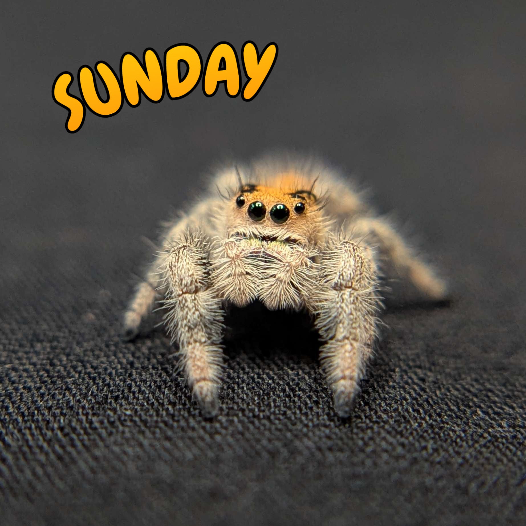 Regal Jumping Spider "Sunday"