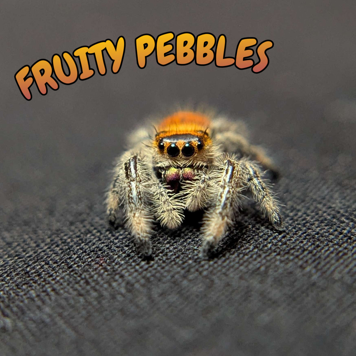 Regal Jumping Spider “Fruity Pebbles”