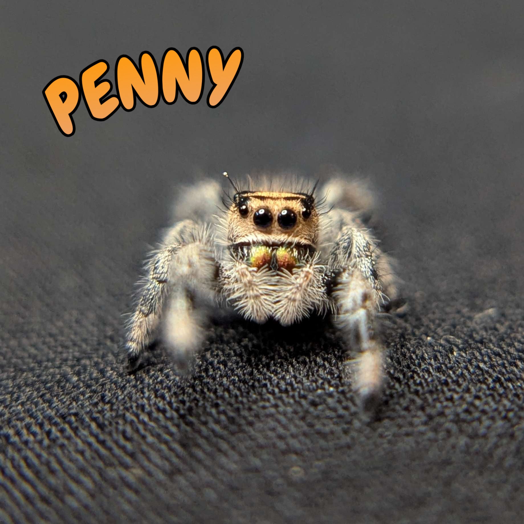 Regal Jumping Spider “Penny”