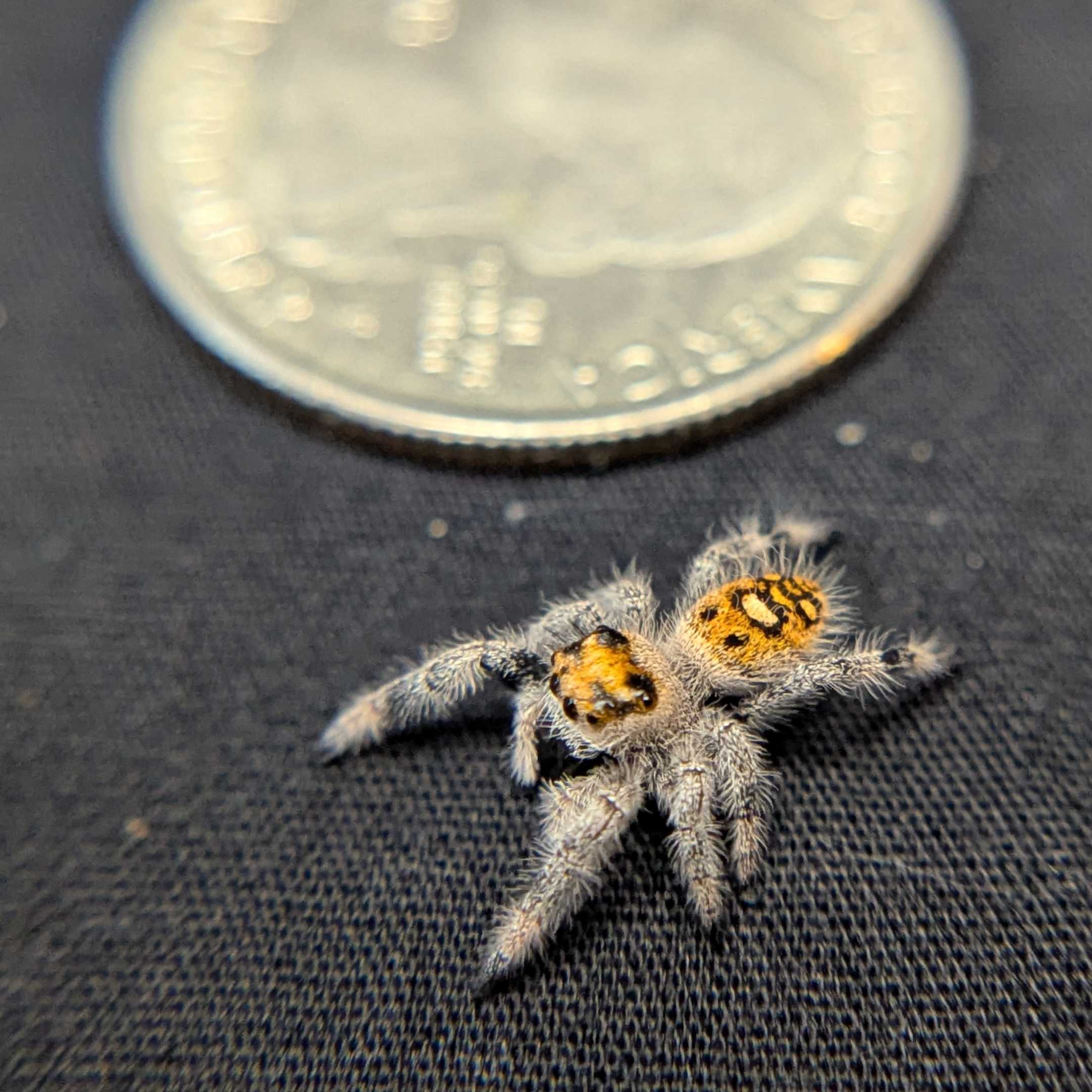 Regal Jumping Spider "Tangerine"