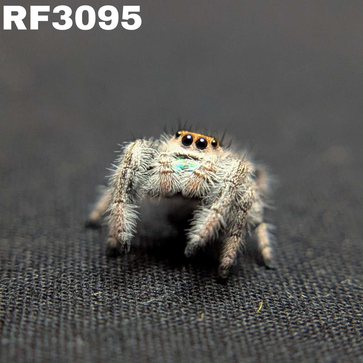 Regal Jumping Spider “Nova”