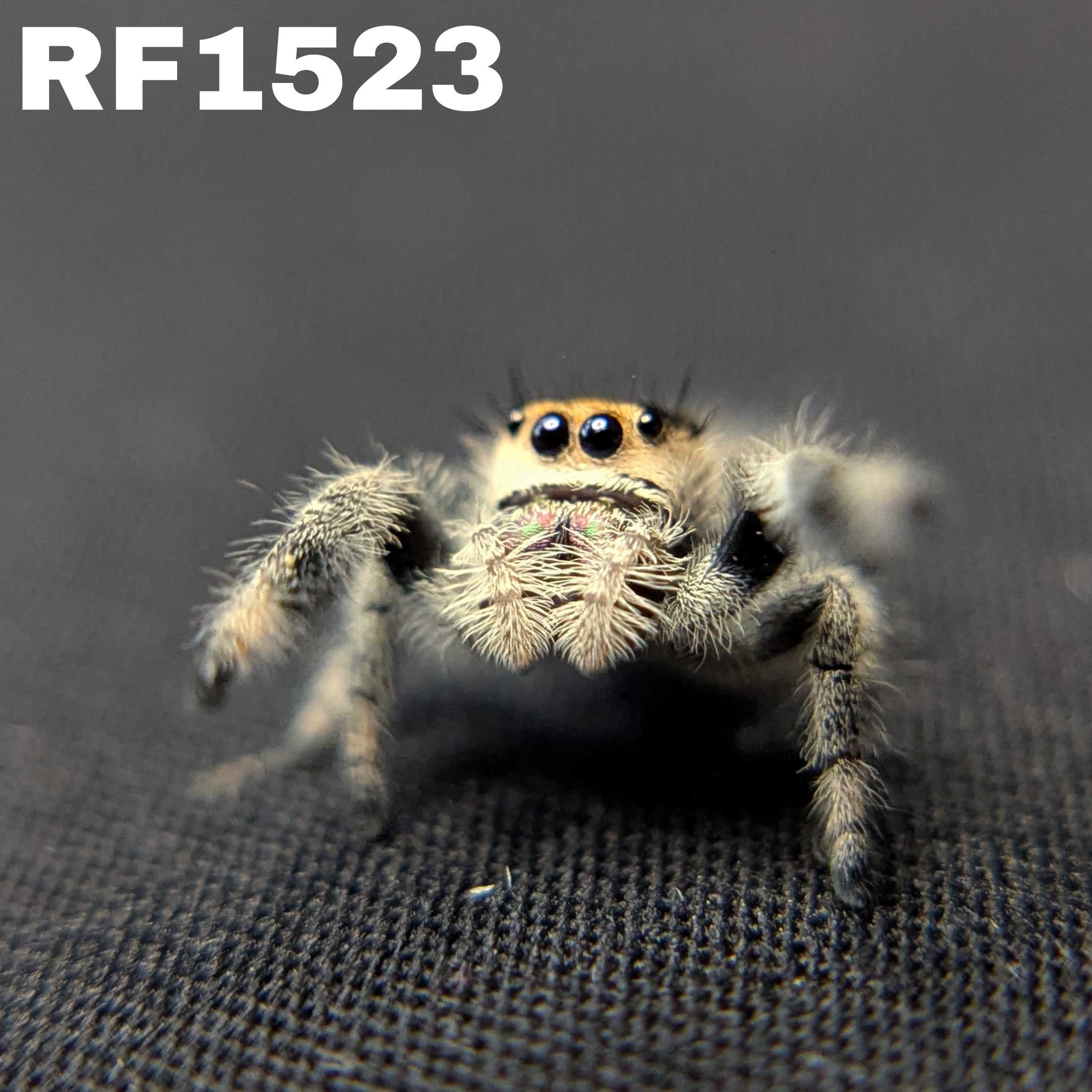 Regal Jumping Spider "Rusty"