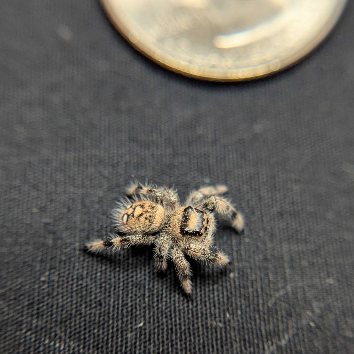 Regal Jumping Spider "Sandstorm"