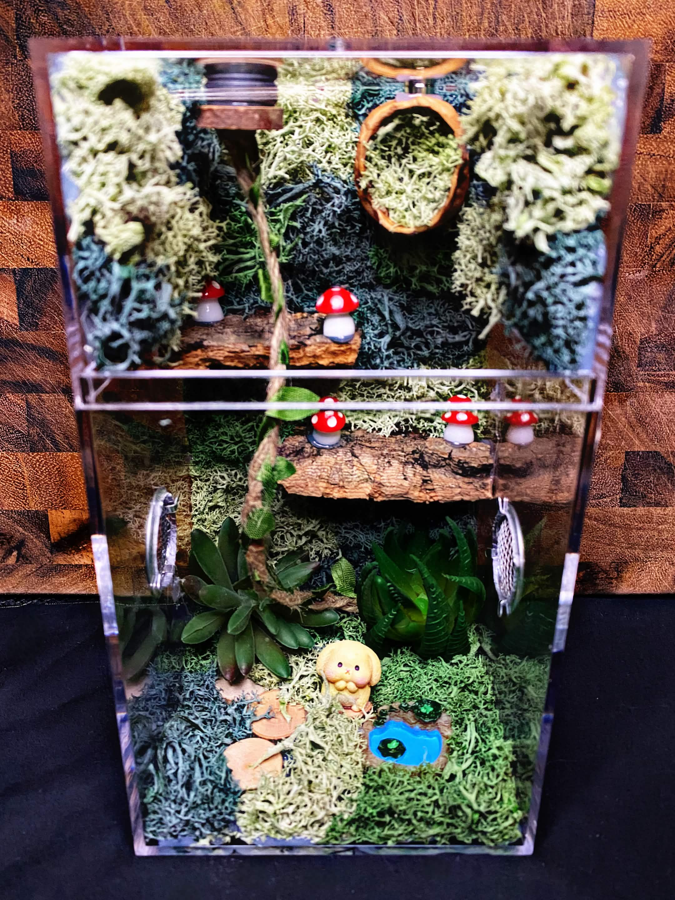 Custom Jumping Spider Enclosure