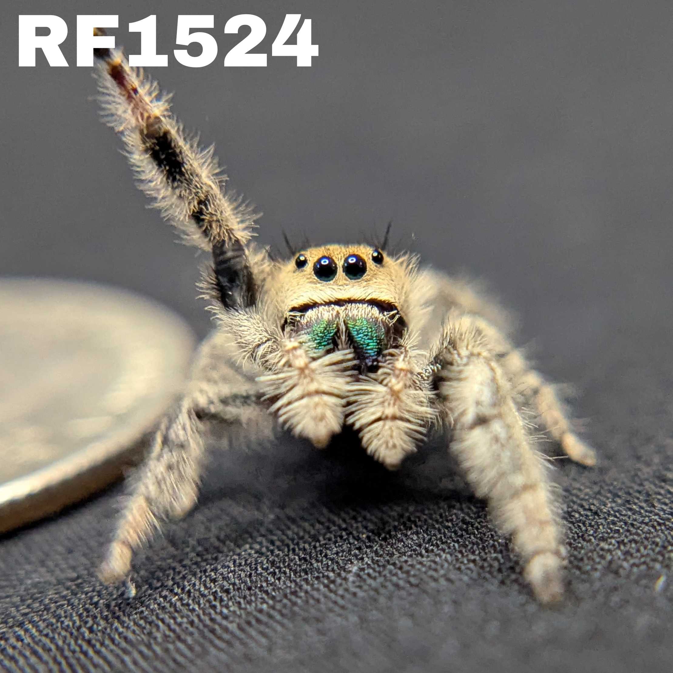 Regal Jumping Spider “Blue Dream”