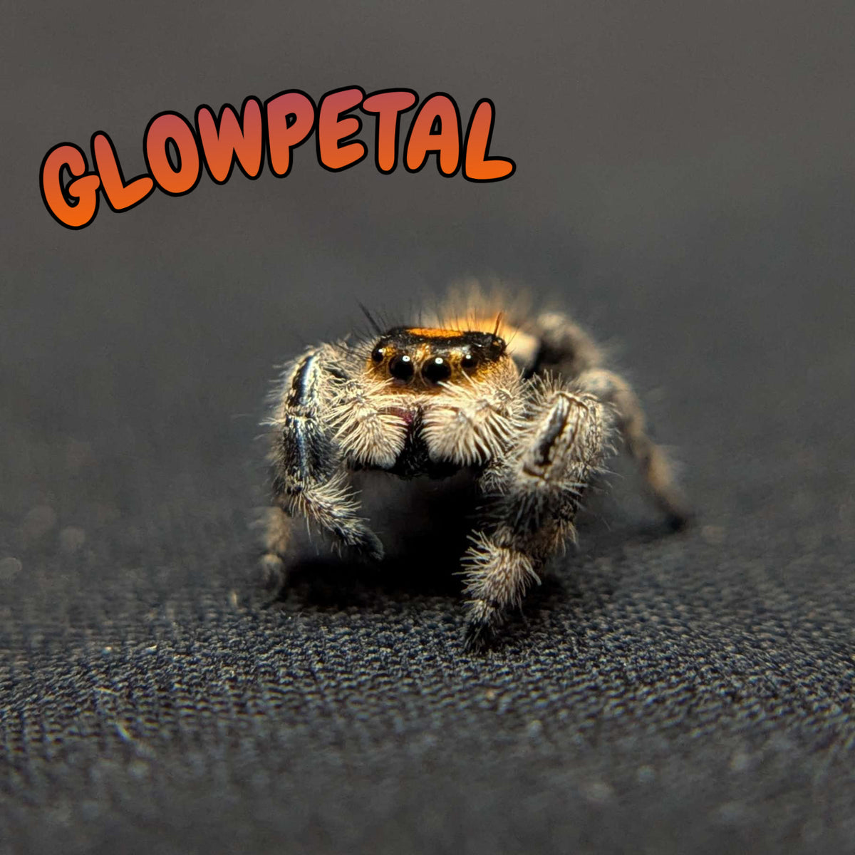 Regal Jumping Spider "Glowpetal"