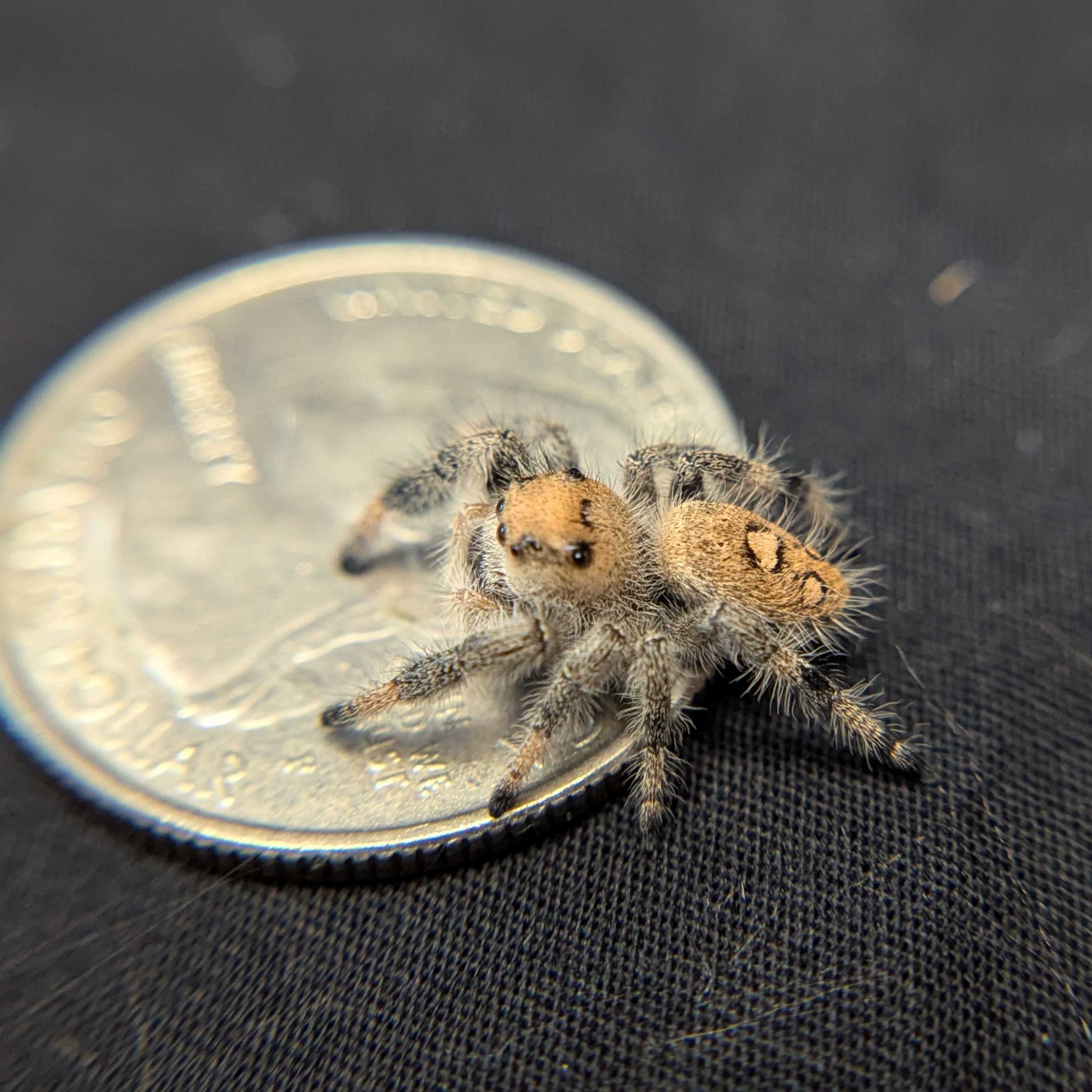 Regal Jumping Spider "Beth"