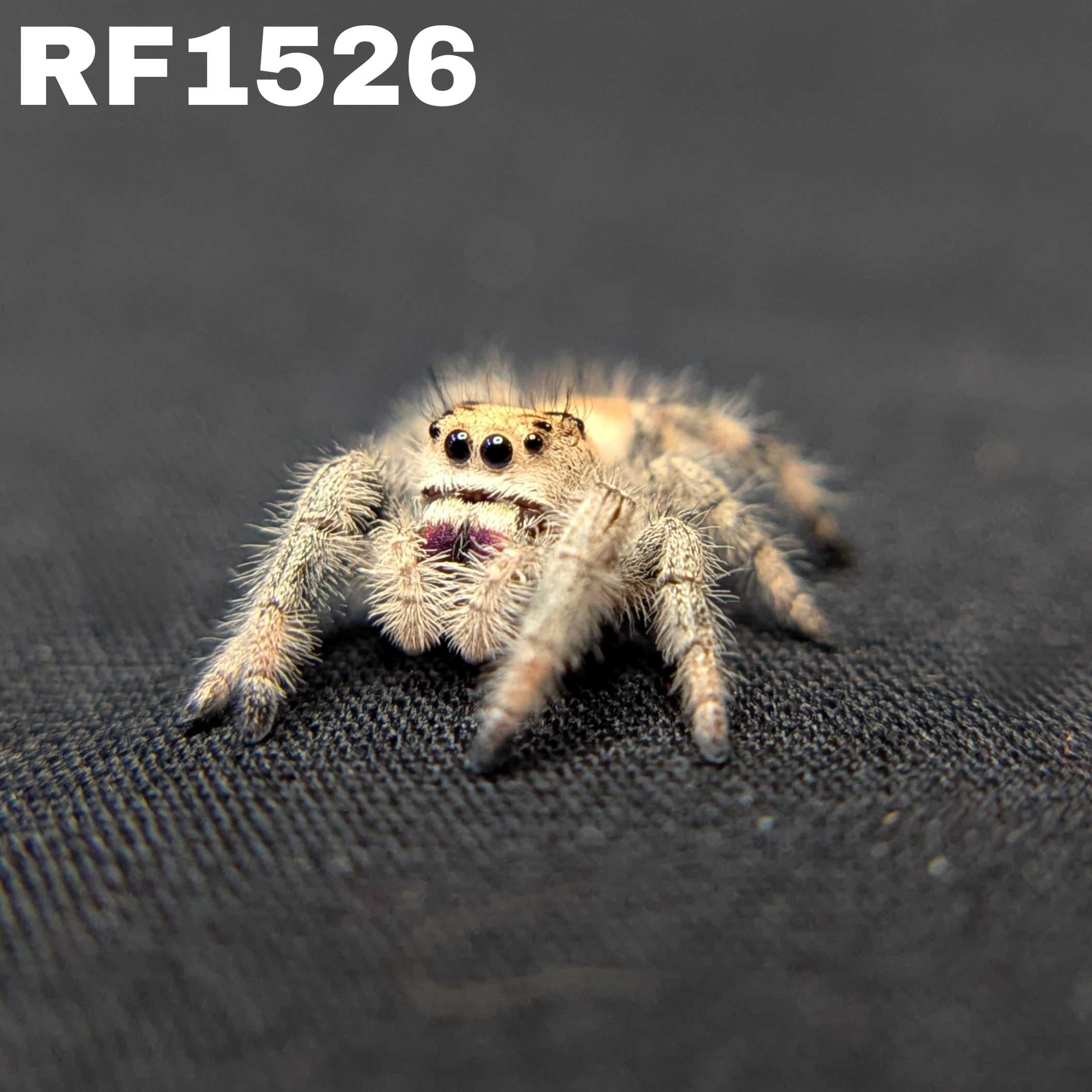 Regal Jumping Spider "Cherry"