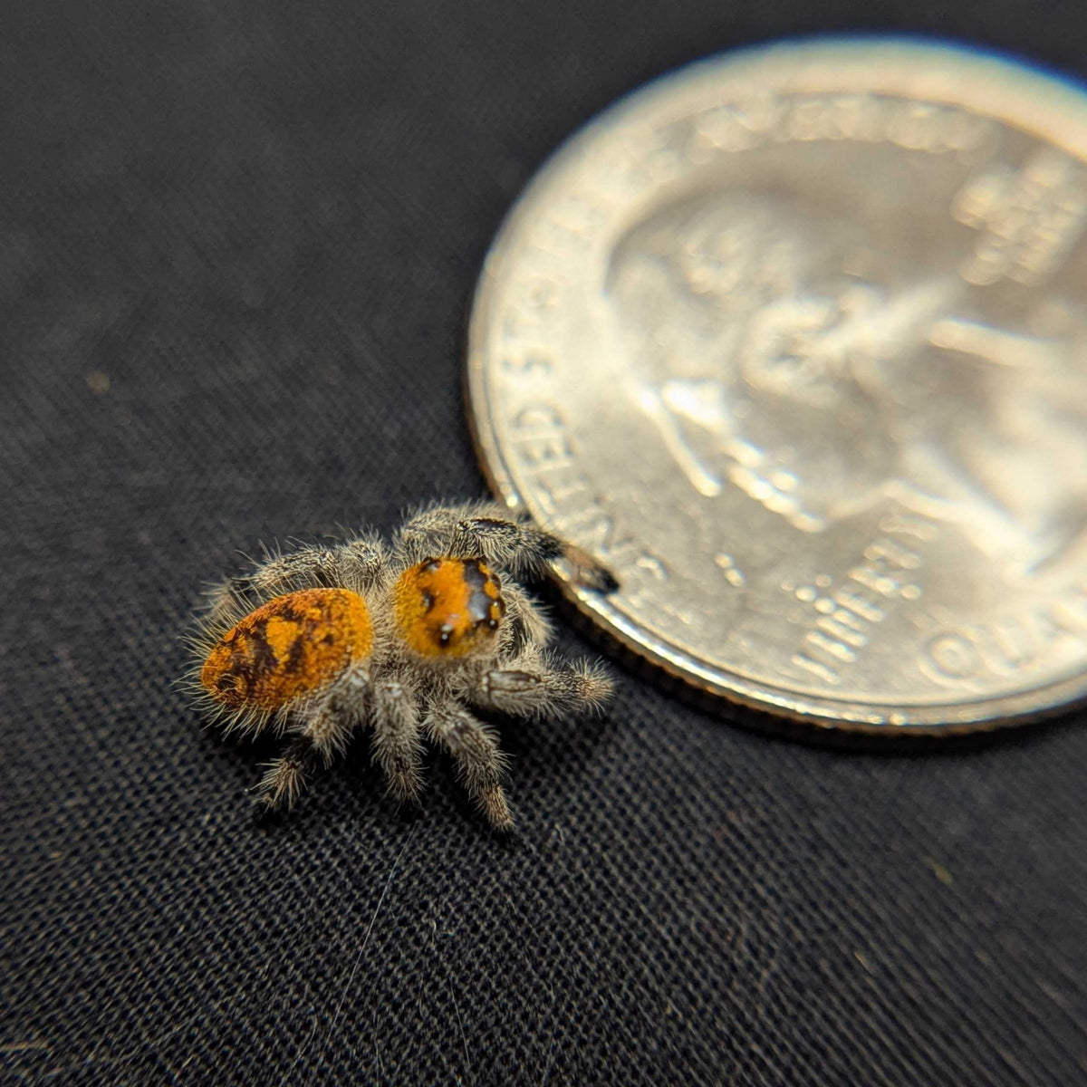 Regal Jumping Spider “Tropicana Poison”
