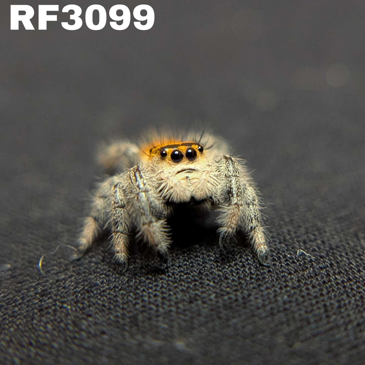 Regal Jumping Spider “Tropicana Poison”