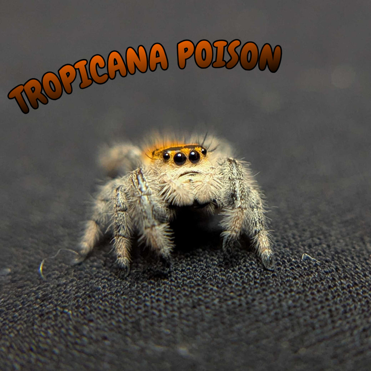 Regal Jumping Spider “Tropicana Poison”