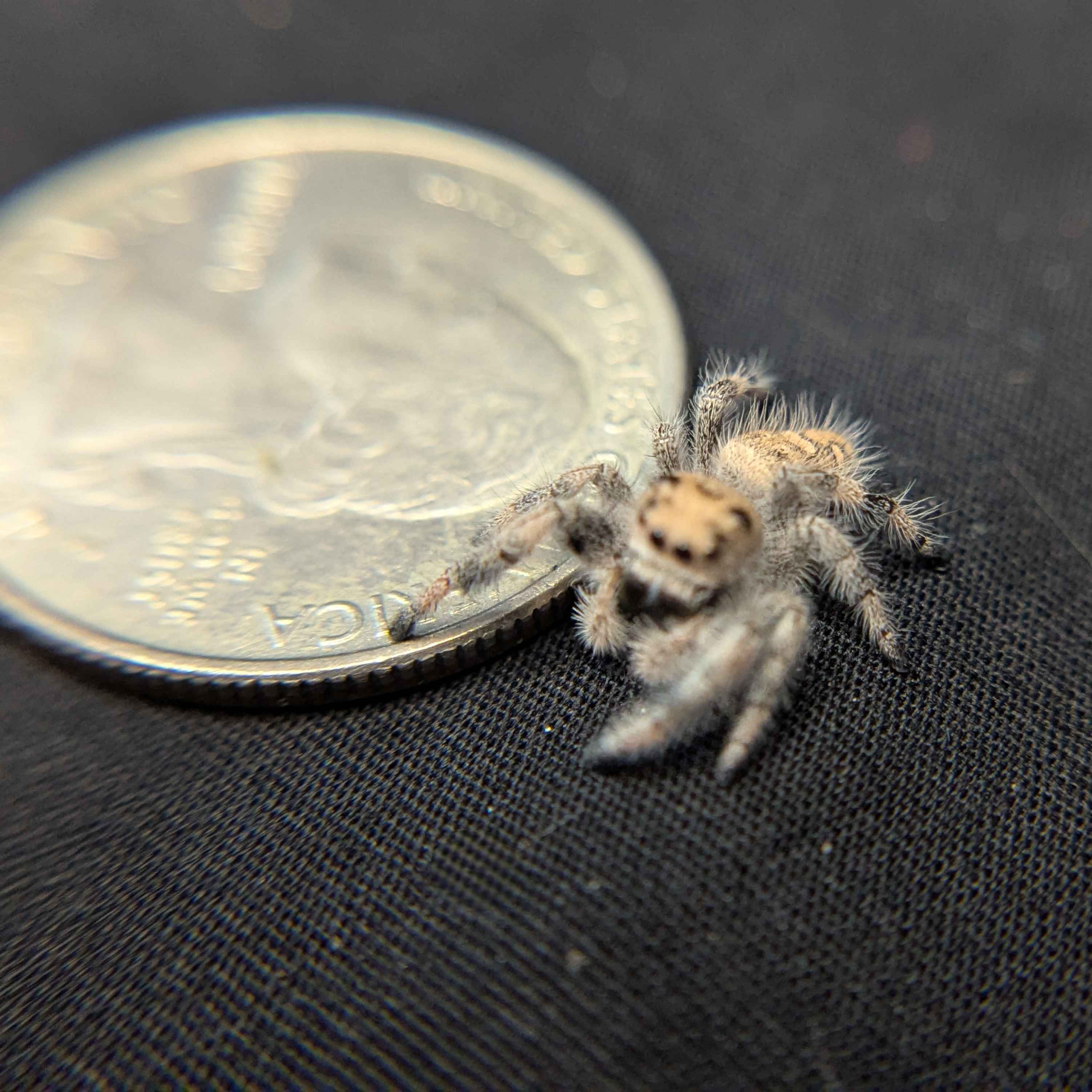 Regal Jumping Spider "Spirit"