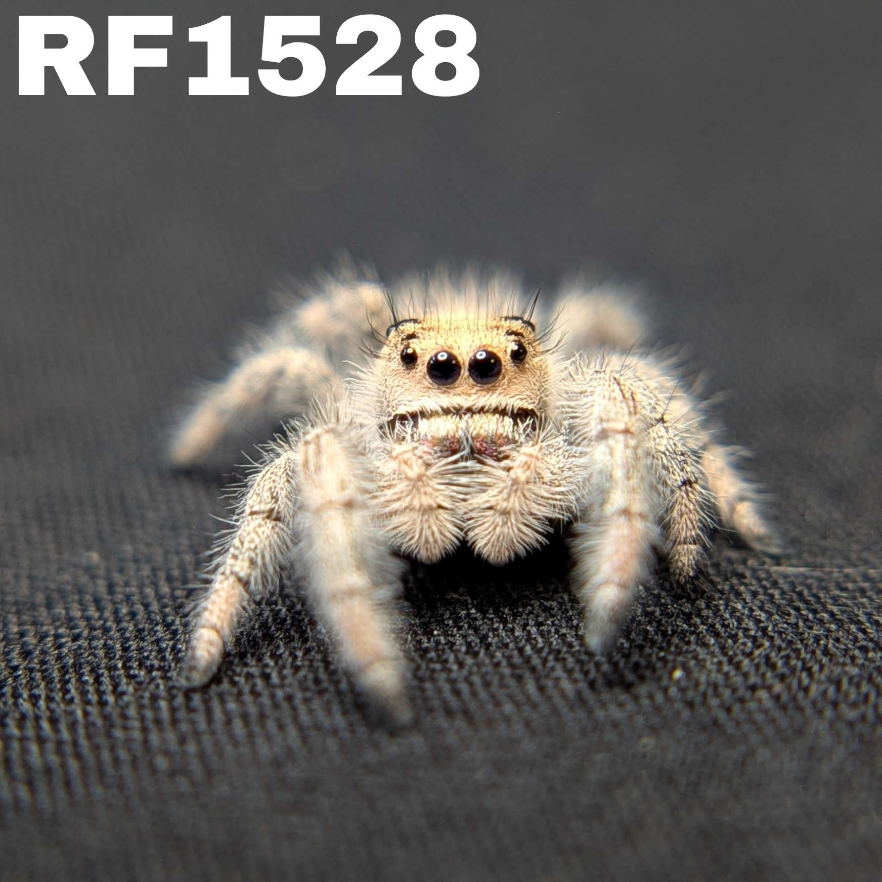 Regal Jumping Spider "Spirit"