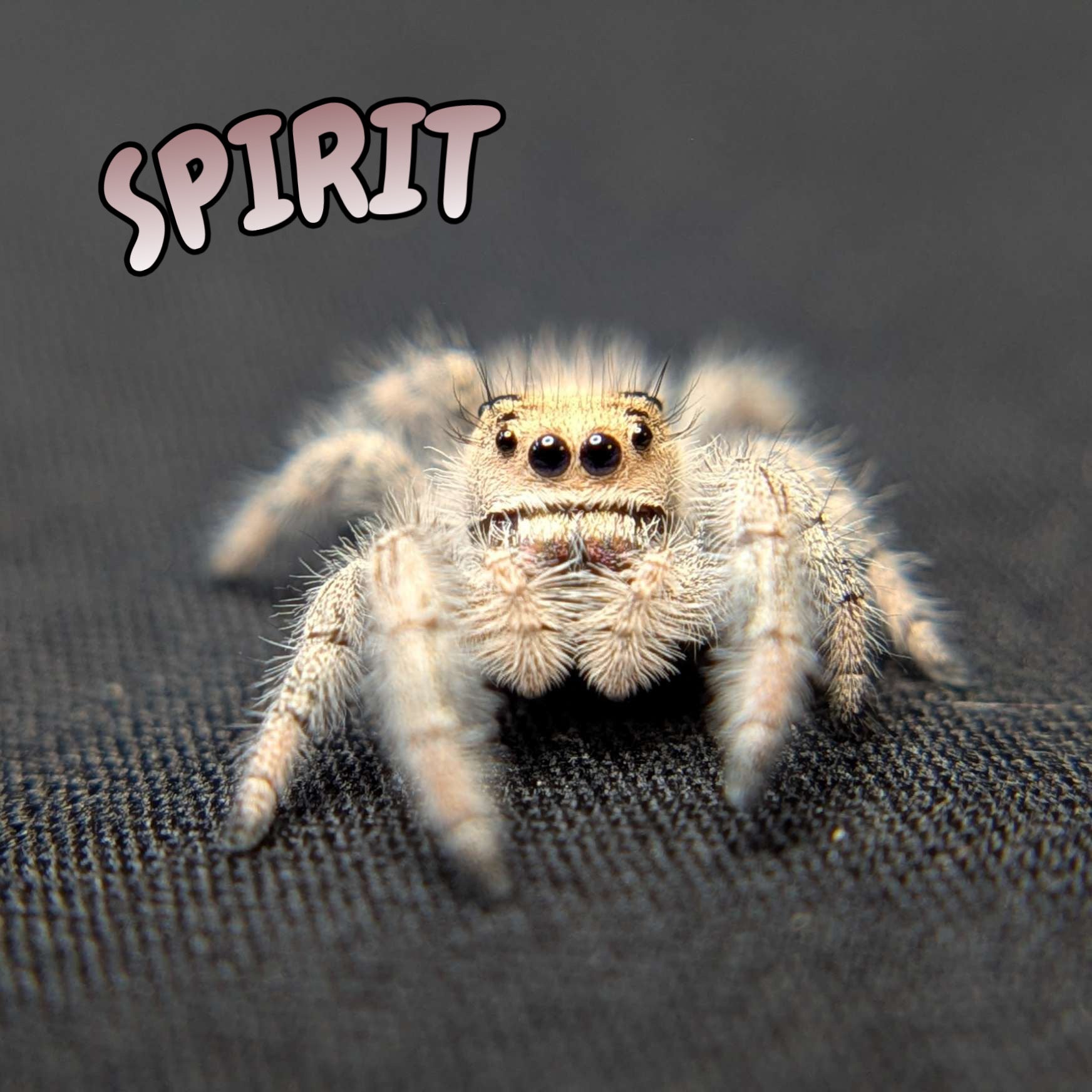 Regal Jumping Spider "Spirit"