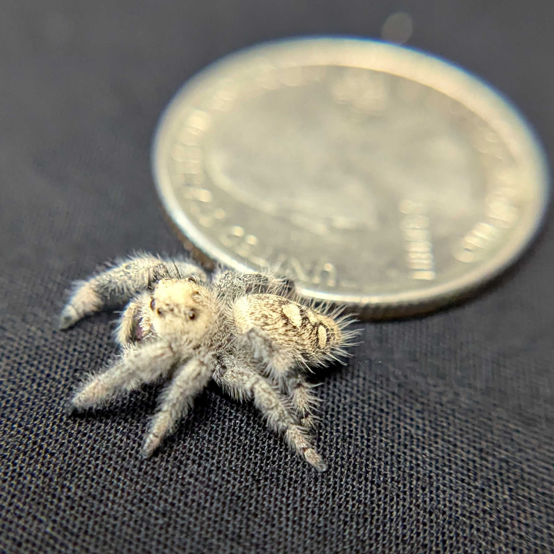 Regal Jumping Spider "Mozzarella"