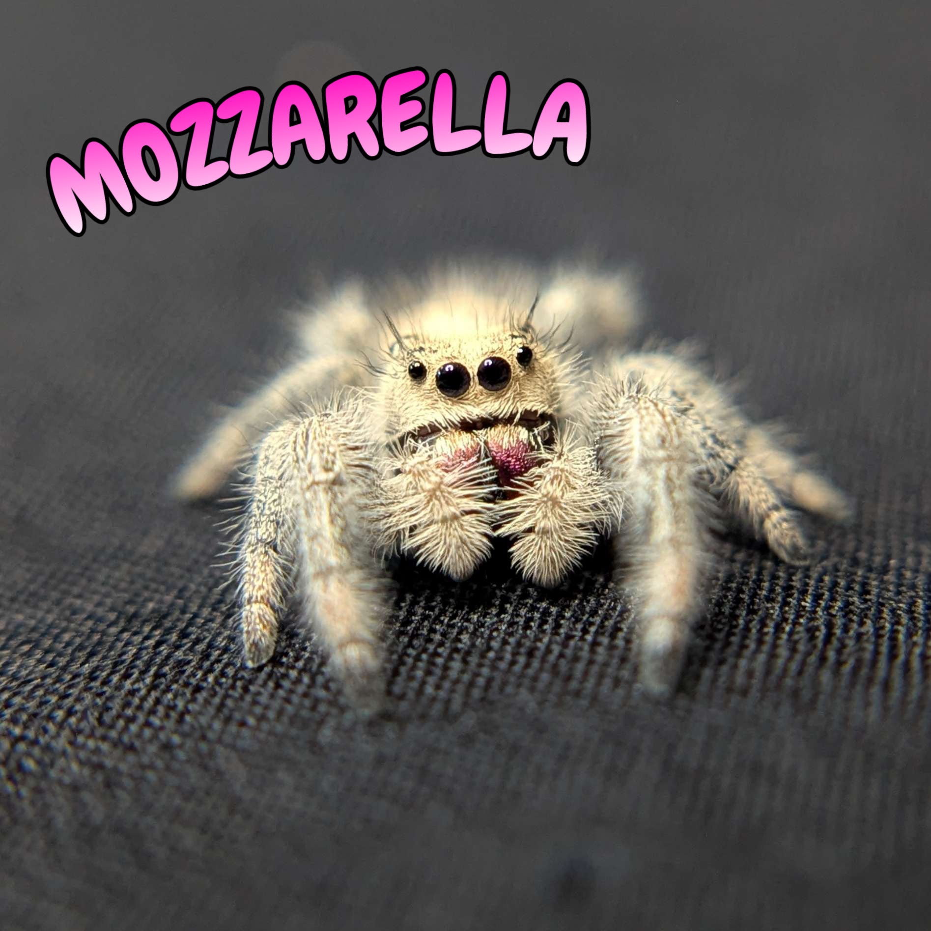 Regal Jumping Spider "Mozzarella"