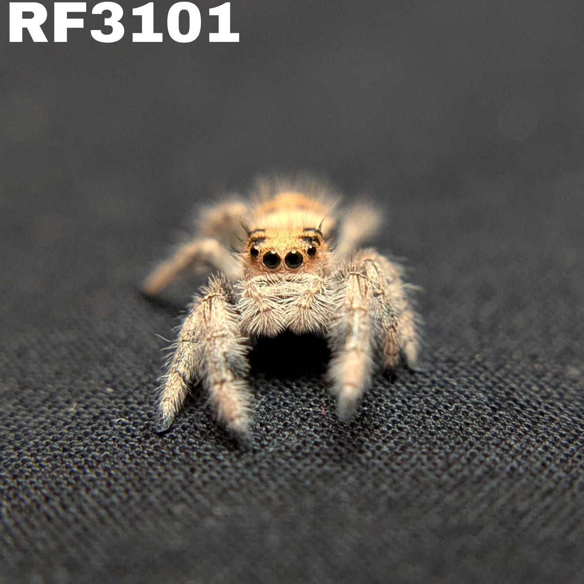 Regal Jumping Spider "Pretzel"
